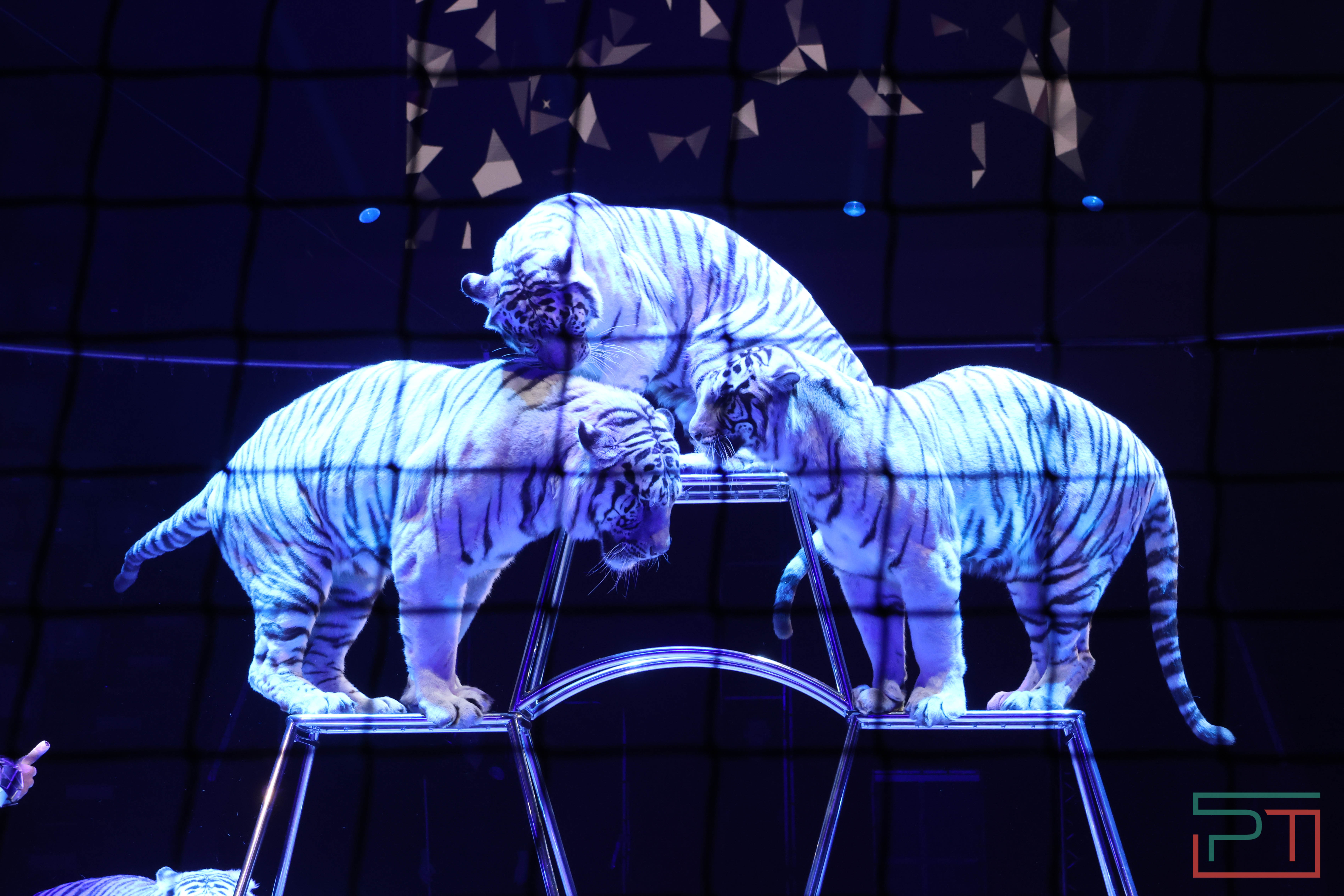 Чудесатая сказка на новый лад: в Казанском цирке состоялась премьера новогоднего шоу «Лабиринт»