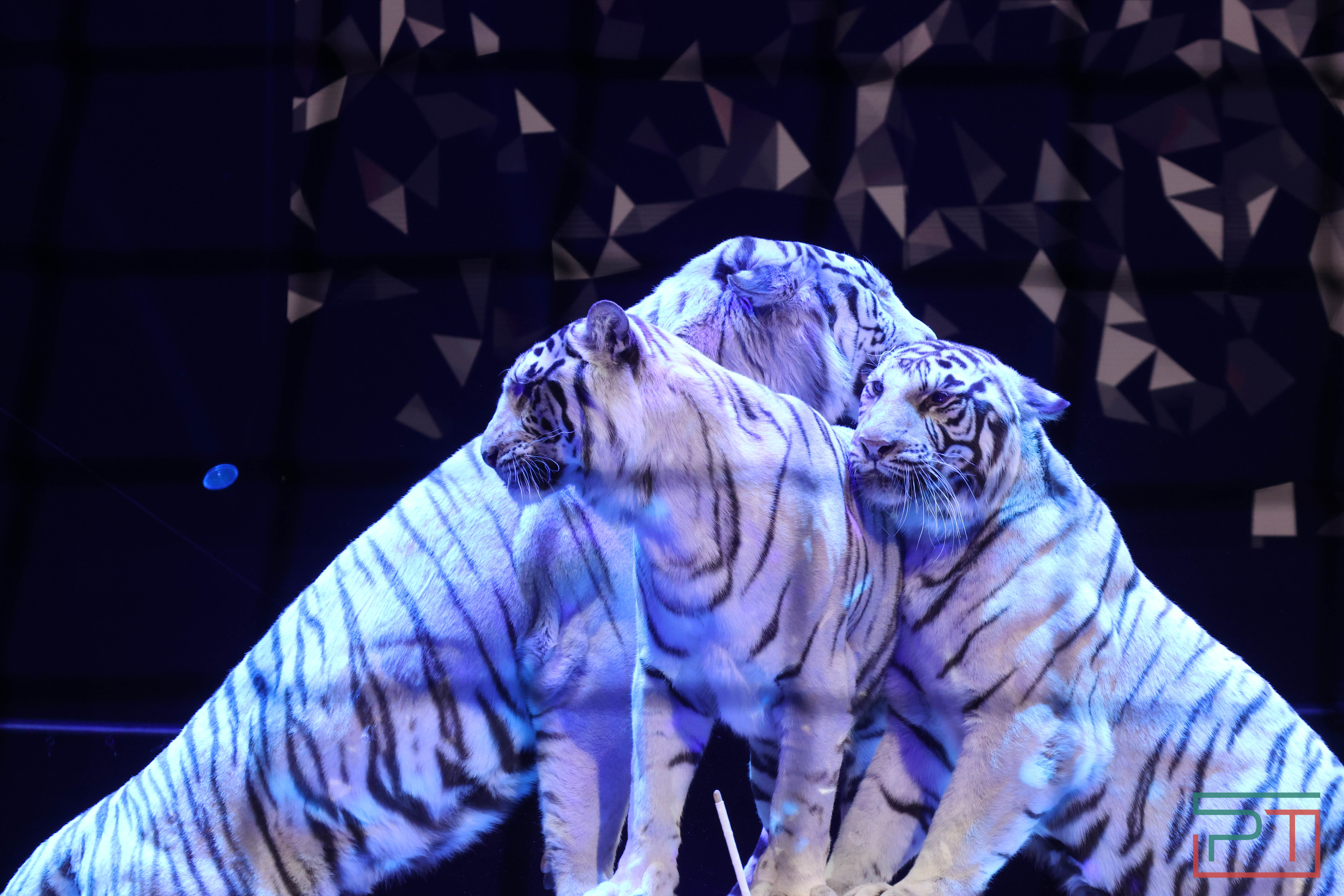 Чудесатая сказка на новый лад: в Казанском цирке состоялась премьера новогоднего шоу «Лабиринт»