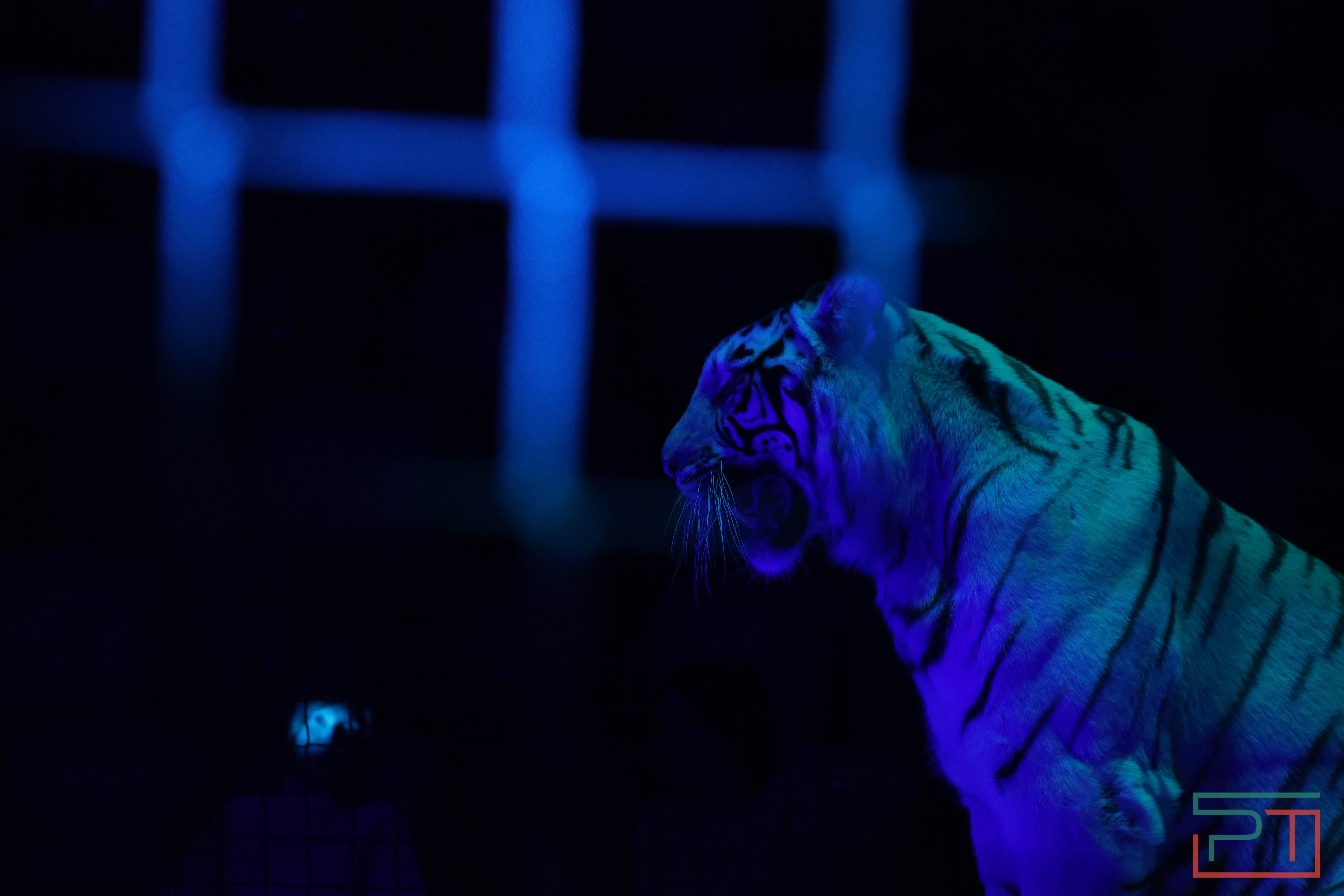 Чудесатая сказка на новый лад: в Казанском цирке состоялась премьера новогоднего шоу «Лабиринт»