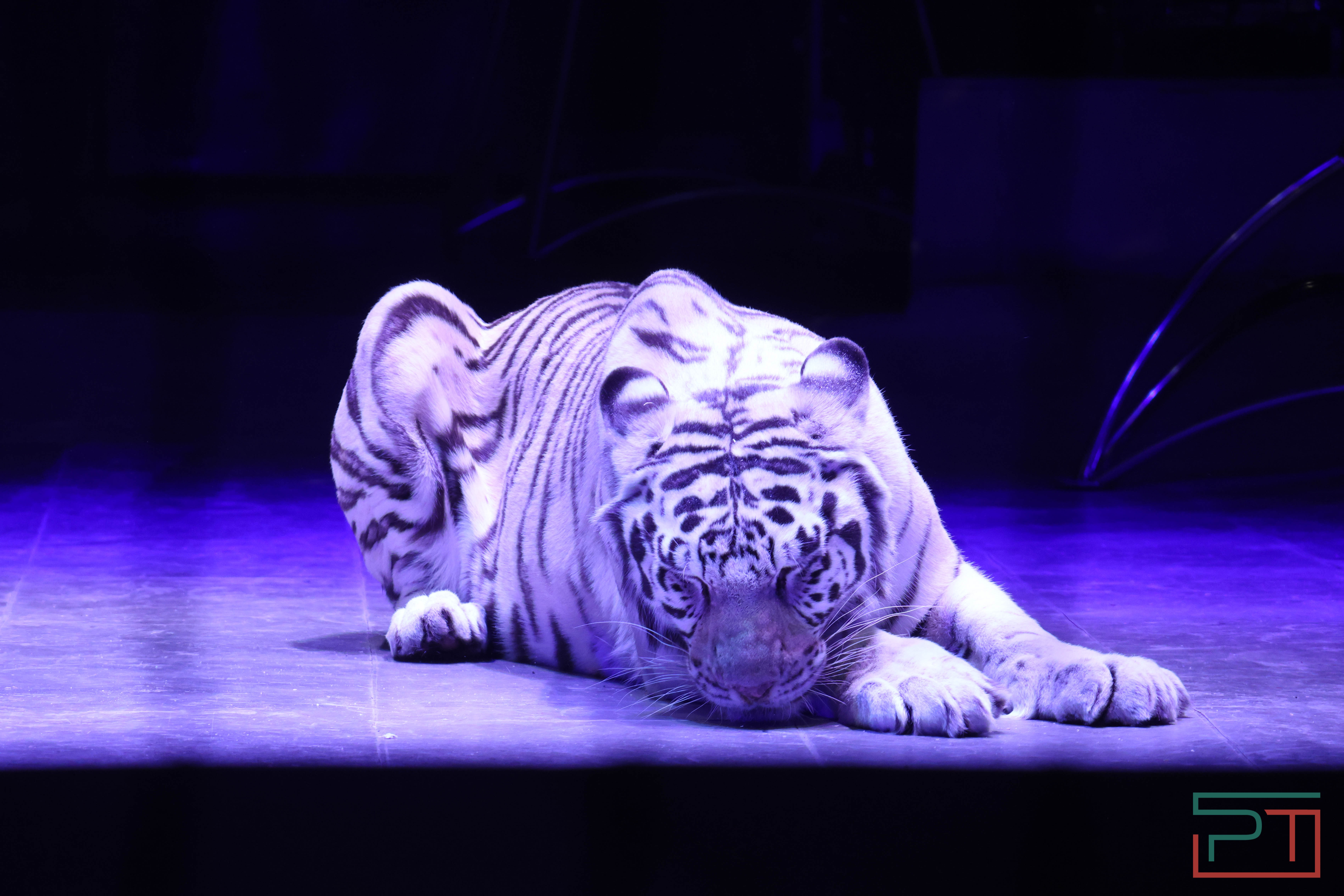 Чудесатая сказка на новый лад: в Казанском цирке состоялась премьера новогоднего шоу «Лабиринт»