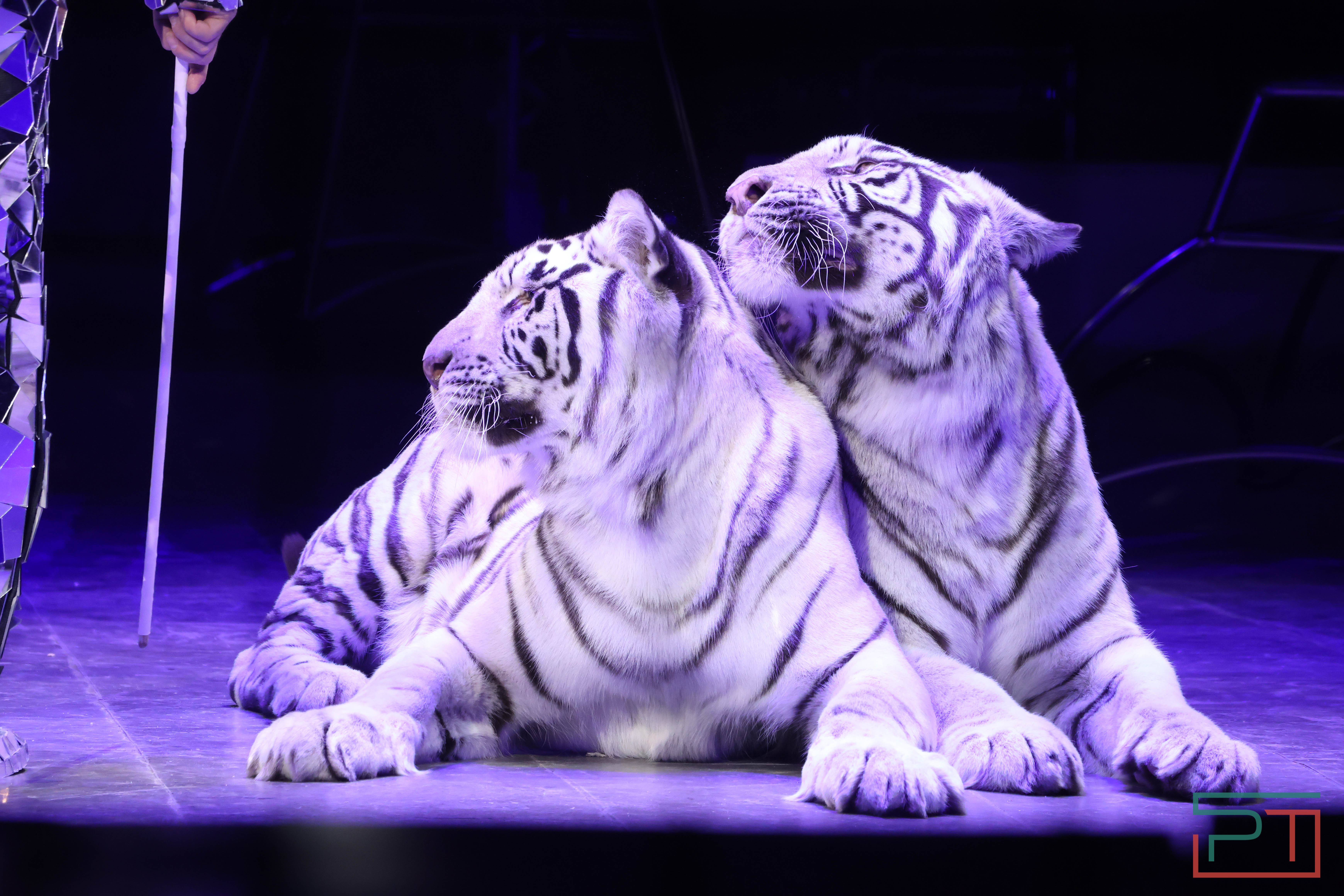 Чудесатая сказка на новый лад: в Казанском цирке состоялась премьера новогоднего шоу «Лабиринт»