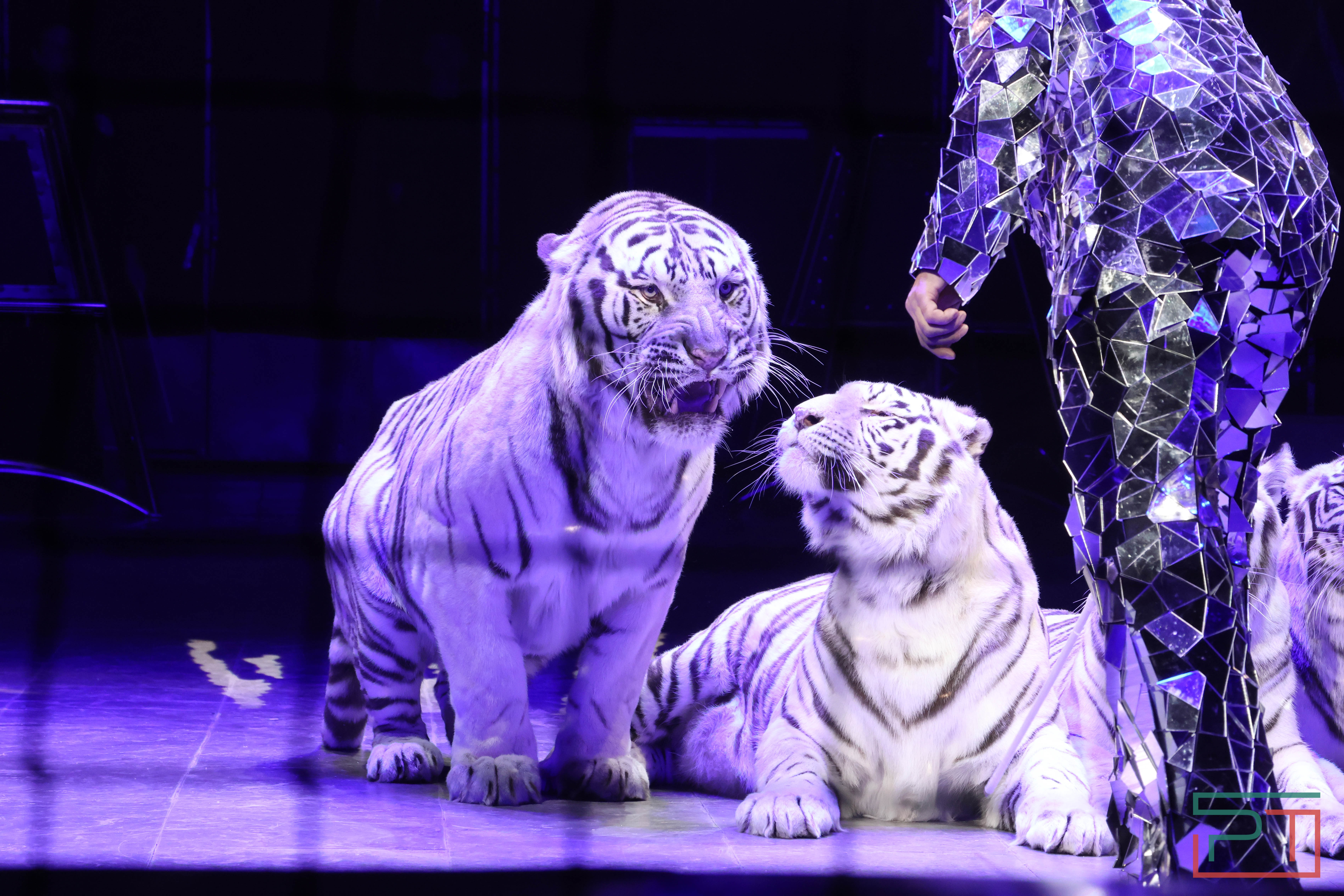 Чудесатая сказка на новый лад: в Казанском цирке состоялась премьера новогоднего шоу «Лабиринт»