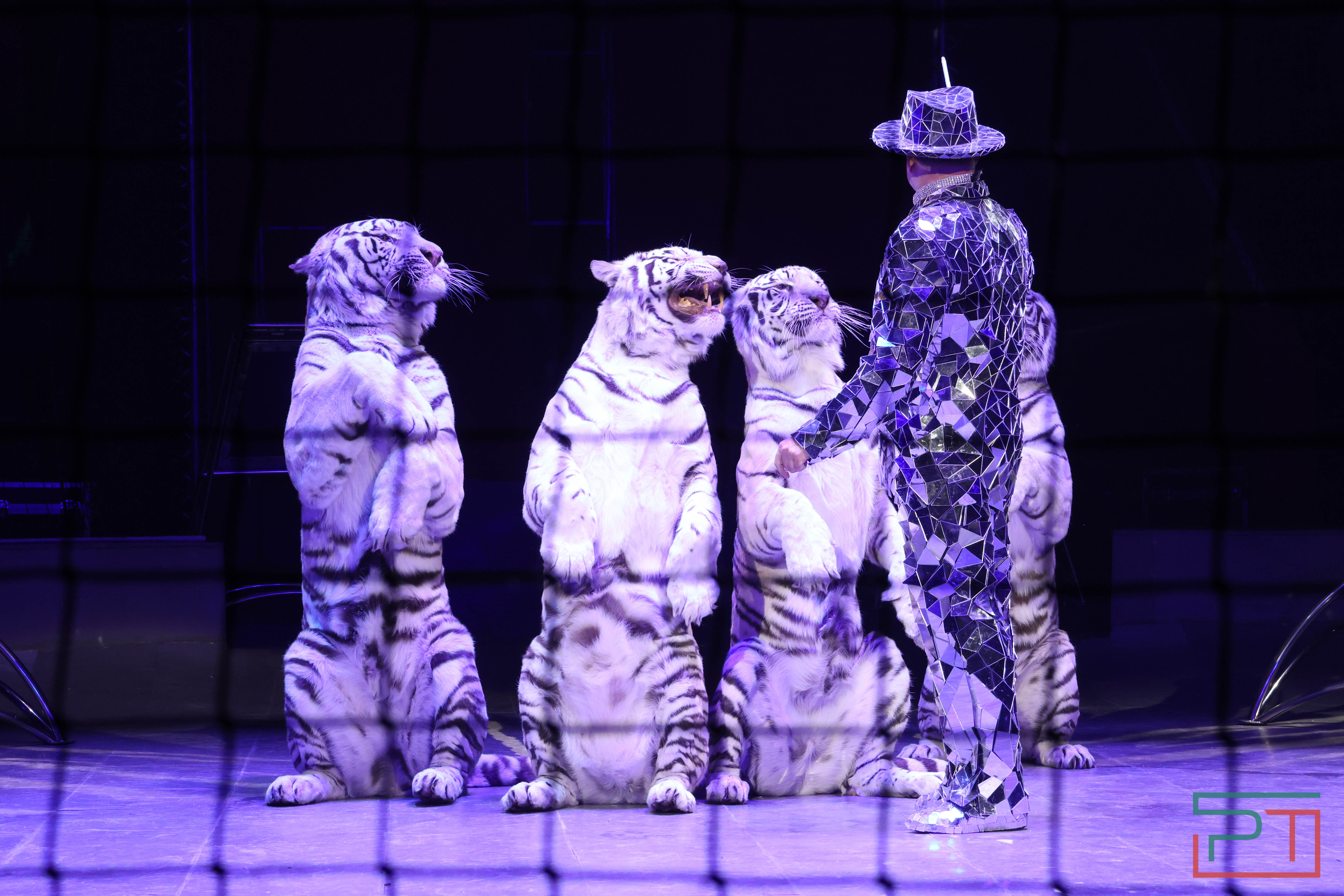 Чудесатая сказка на новый лад: в Казанском цирке состоялась премьера новогоднего шоу «Лабиринт»