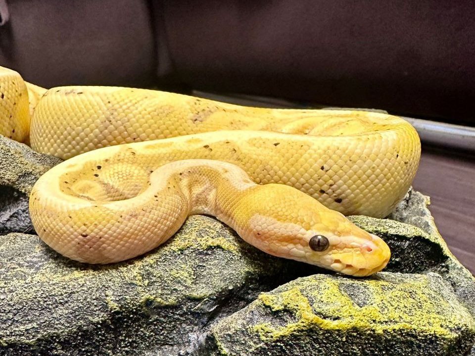 Скользкие, холодные, но обаятельные: хозяйка 12 питонов из Казани нежно любит змей