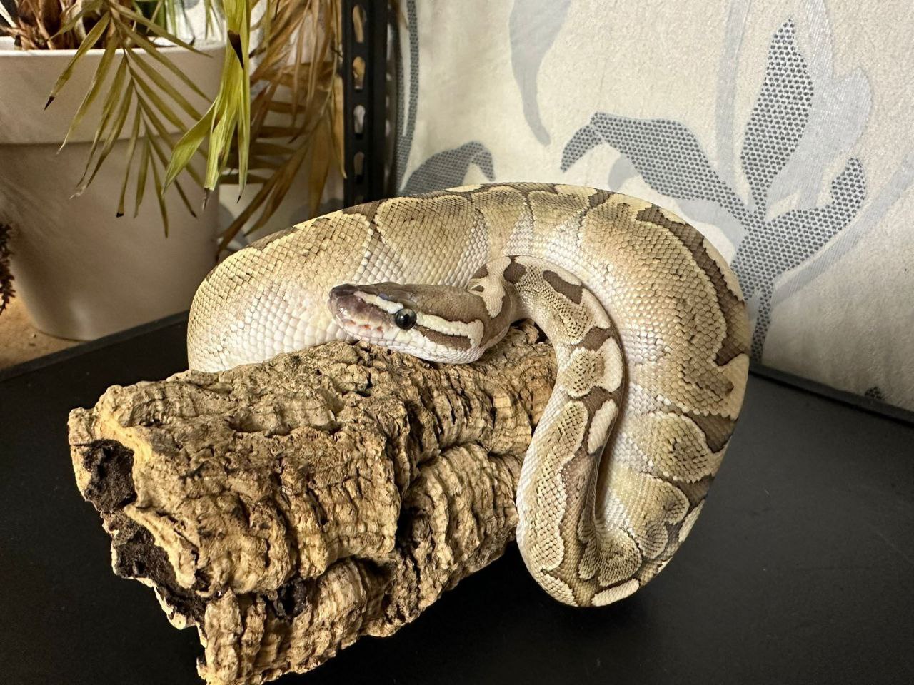 Скользкие, холодные, но обаятельные: хозяйка 12 питонов из Казани нежно любит змей