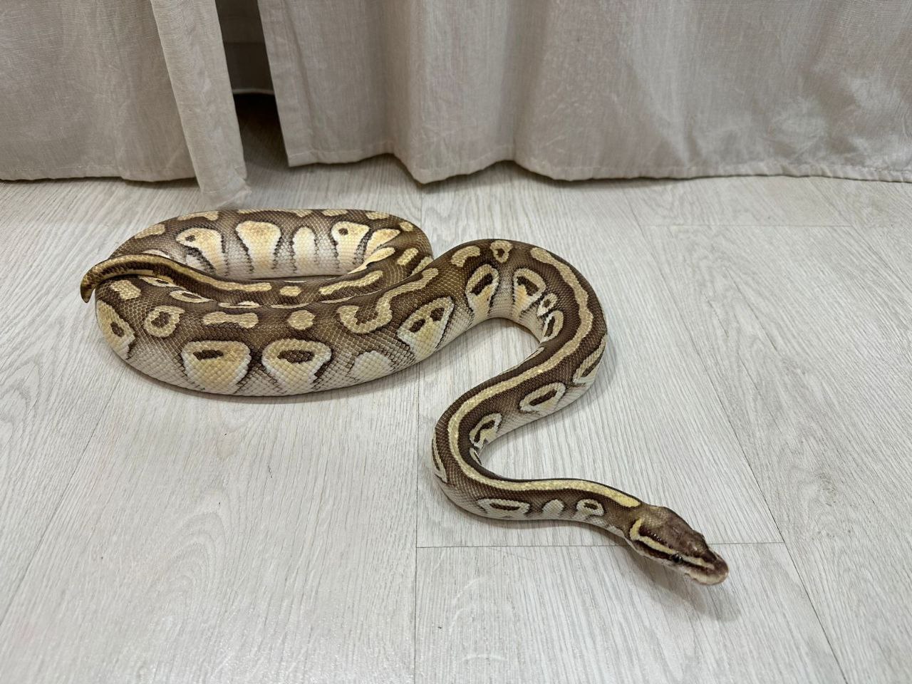 Скользкие, холодные, но обаятельные: хозяйка 12 питонов из Казани нежно любит змей