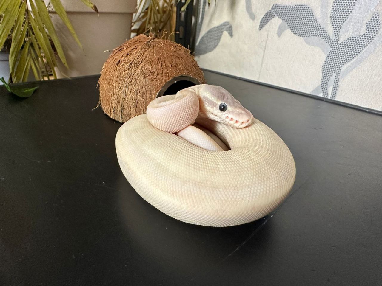 Скользкие, холодные, но обаятельные: хозяйка 12 питонов из Казани нежно любит змей