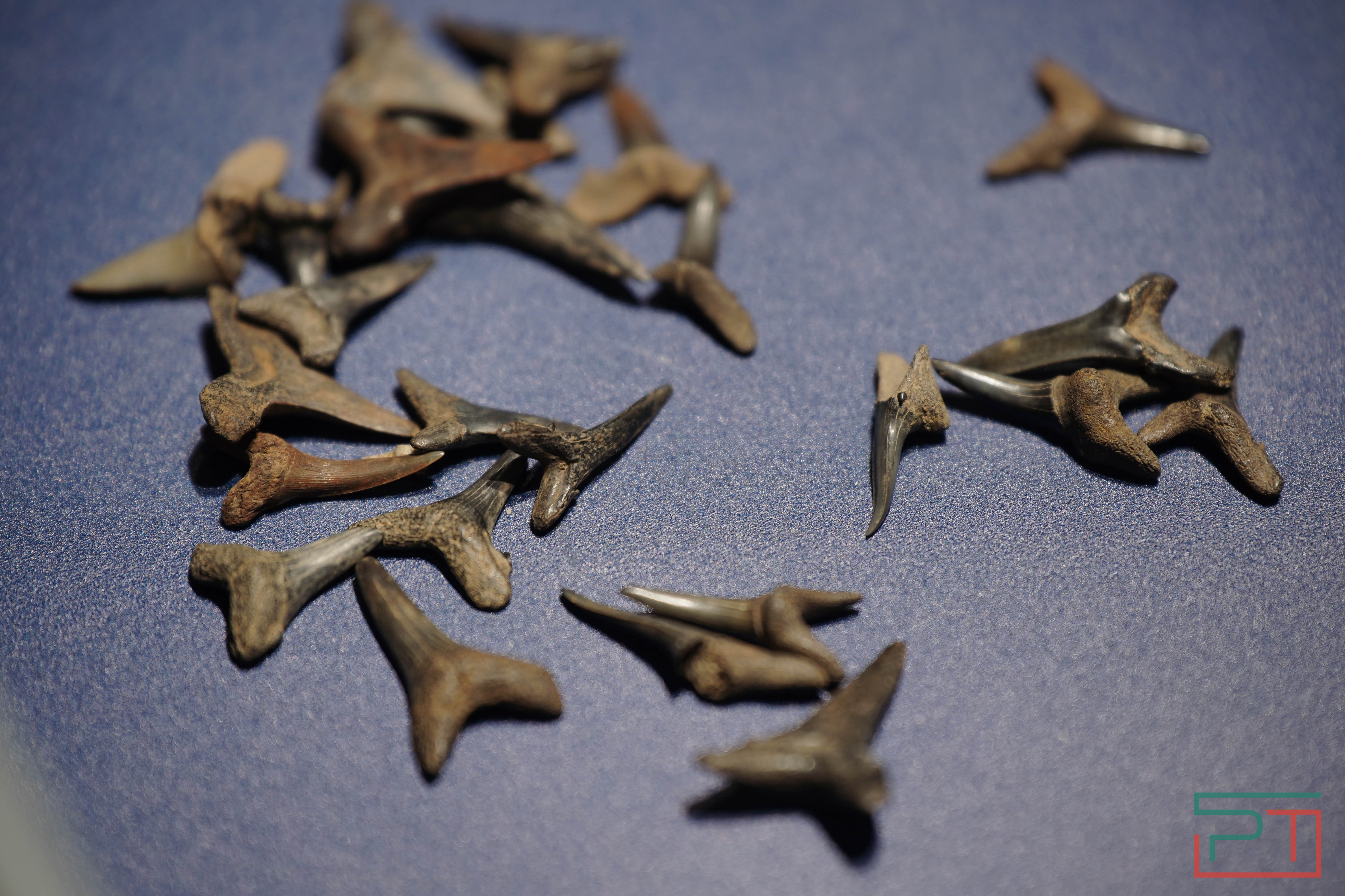 Презентация инклюзивных музейных проектов