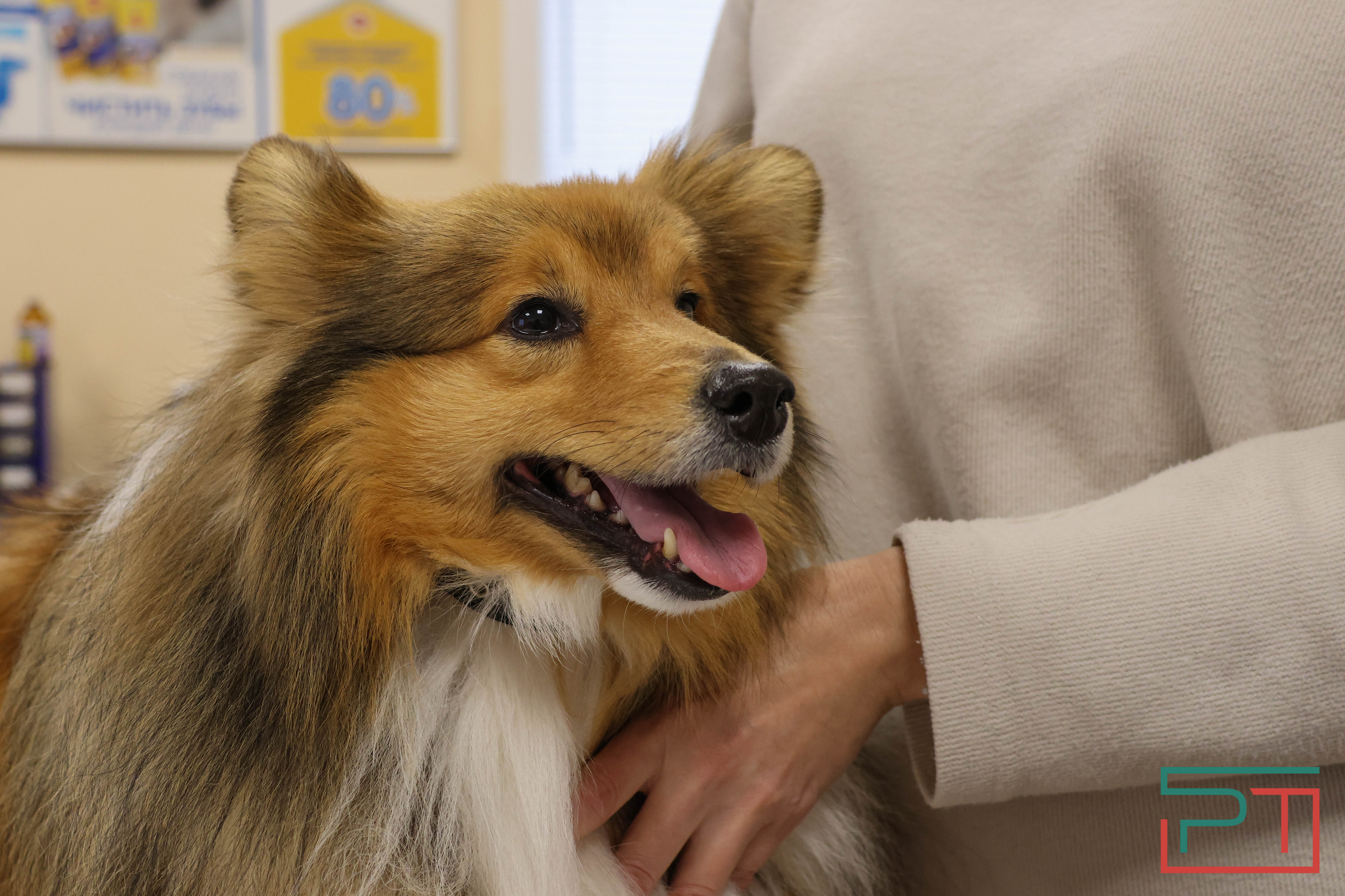 Процедура копеечная: как в Казани проходит обязательная регистрация собак