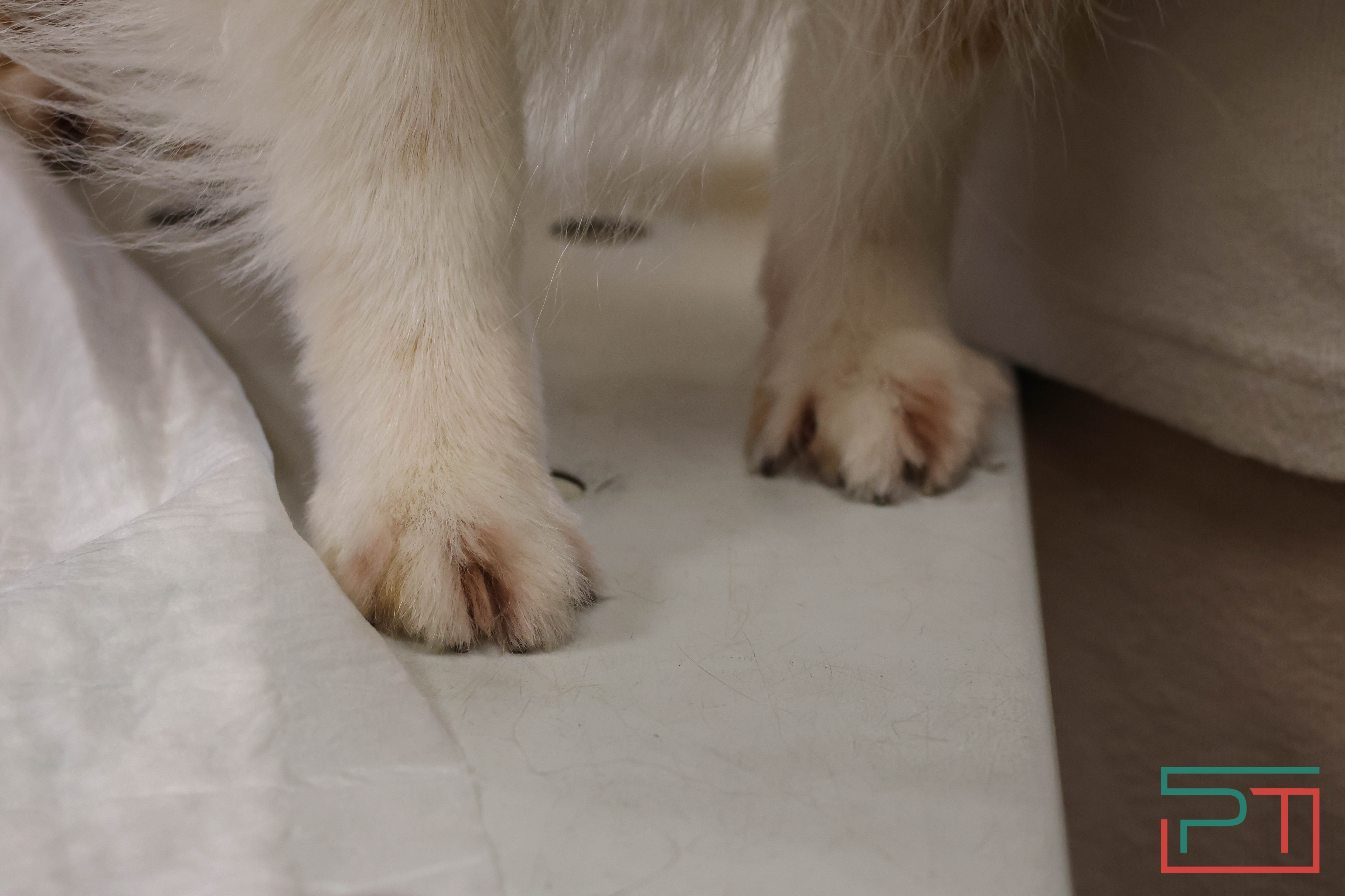 Процедура копеечная: как в Казани проходит обязательная регистрация собак