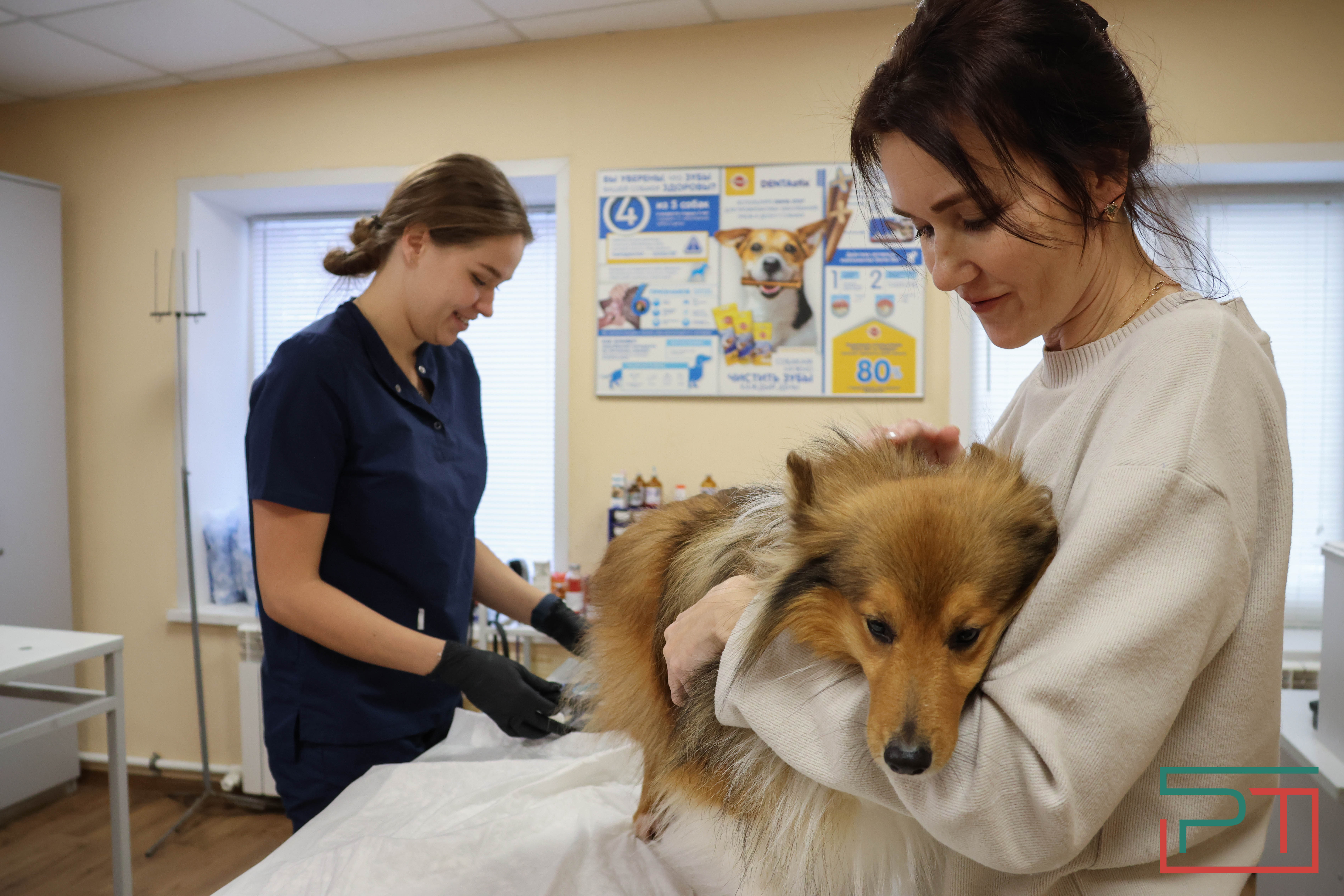 Процедура копеечная: как в Казани проходит обязательная регистрация собак