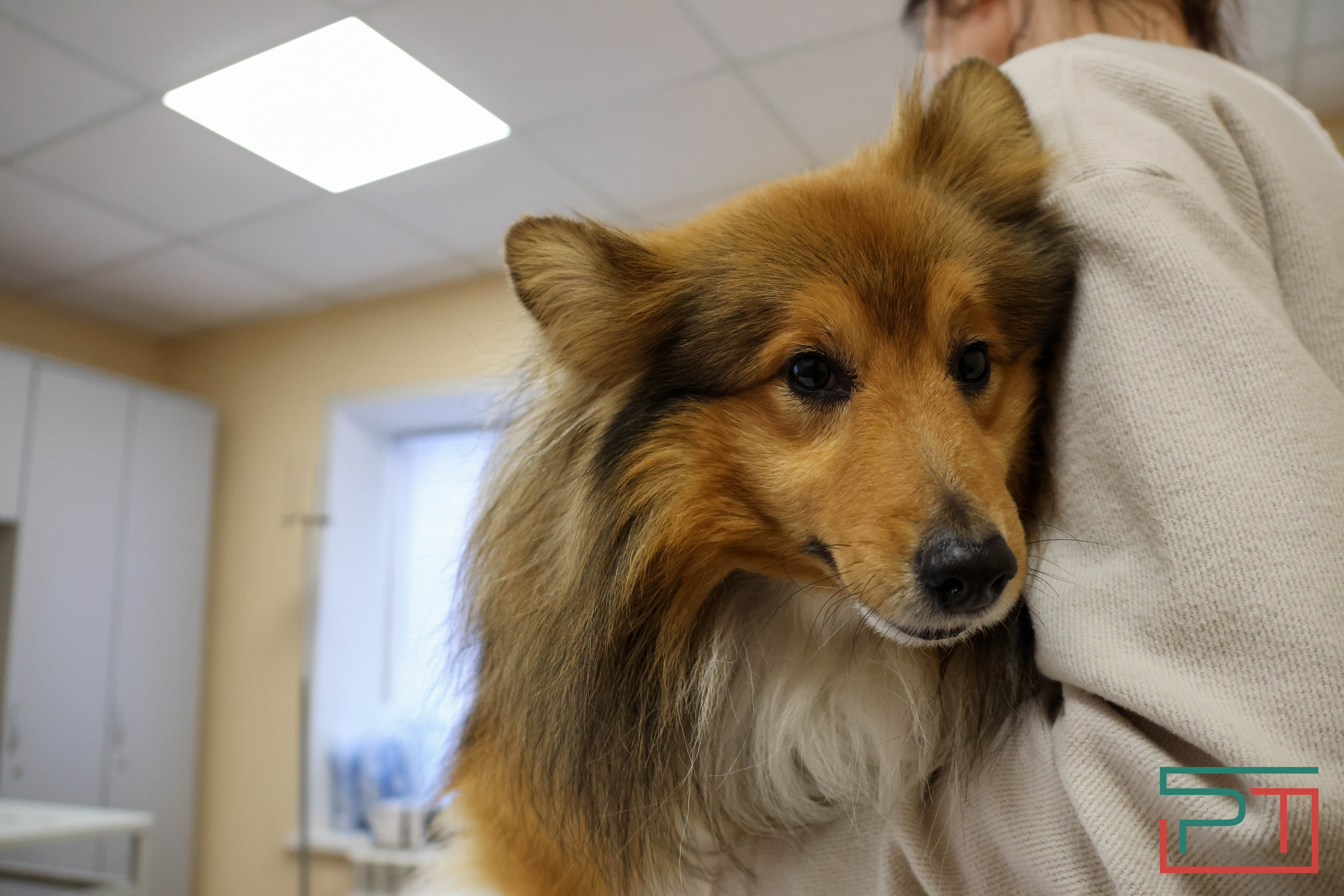 Процедура копеечная: как в Казани проходит обязательная регистрация собак