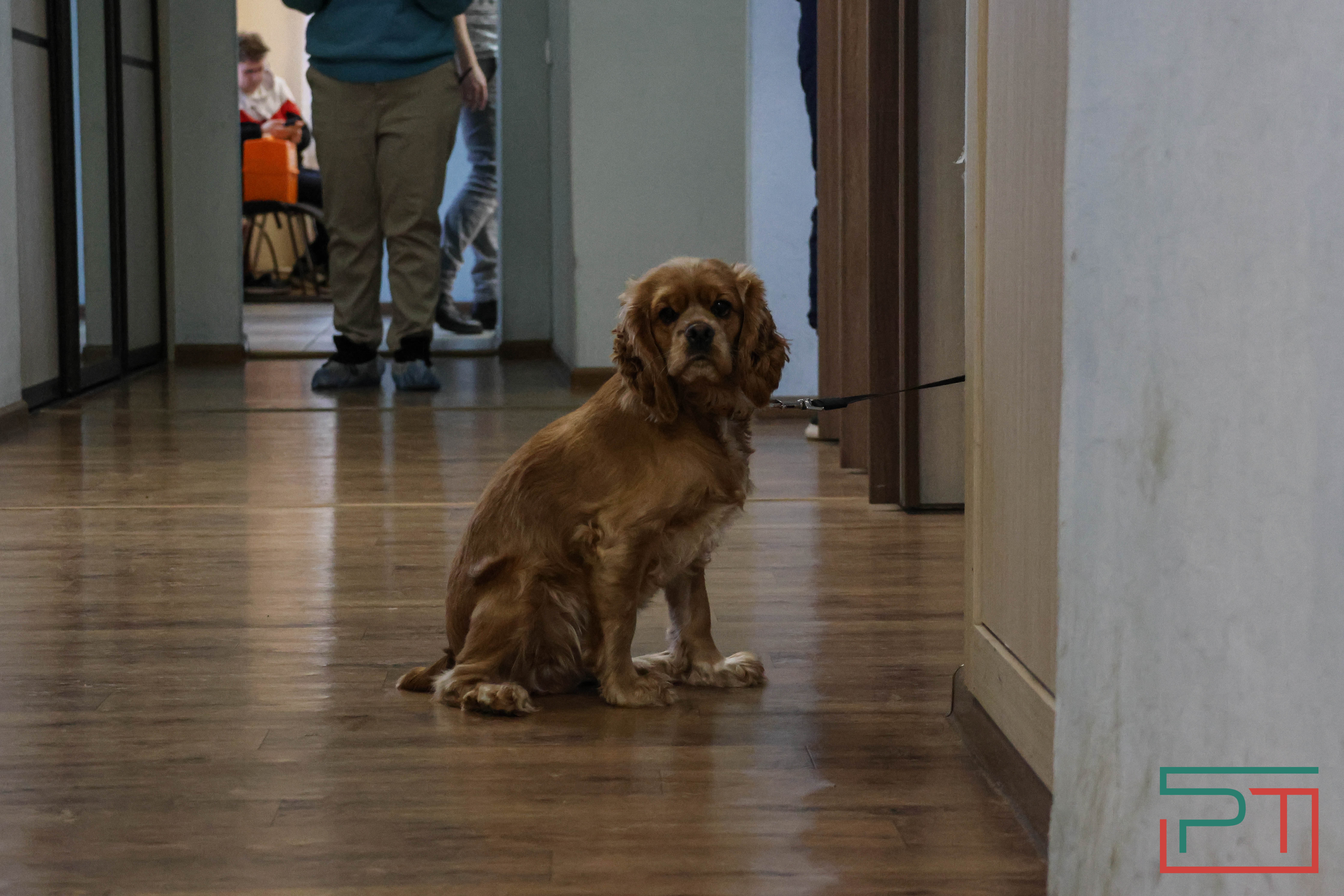 Процедура копеечная: как в Казани проходит обязательная регистрация собак