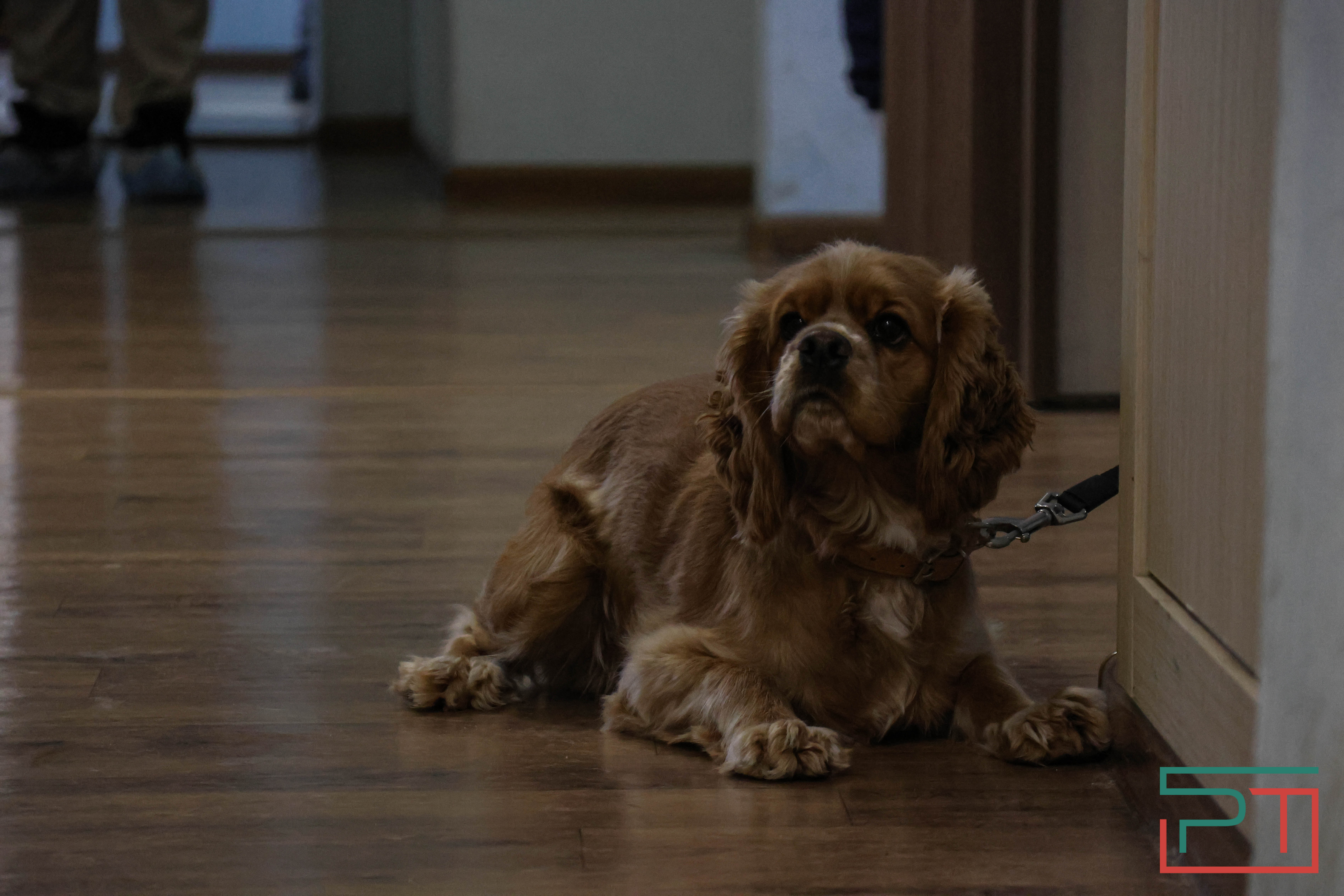 Процедура копеечная: как в Казани проходит обязательная регистрация собак