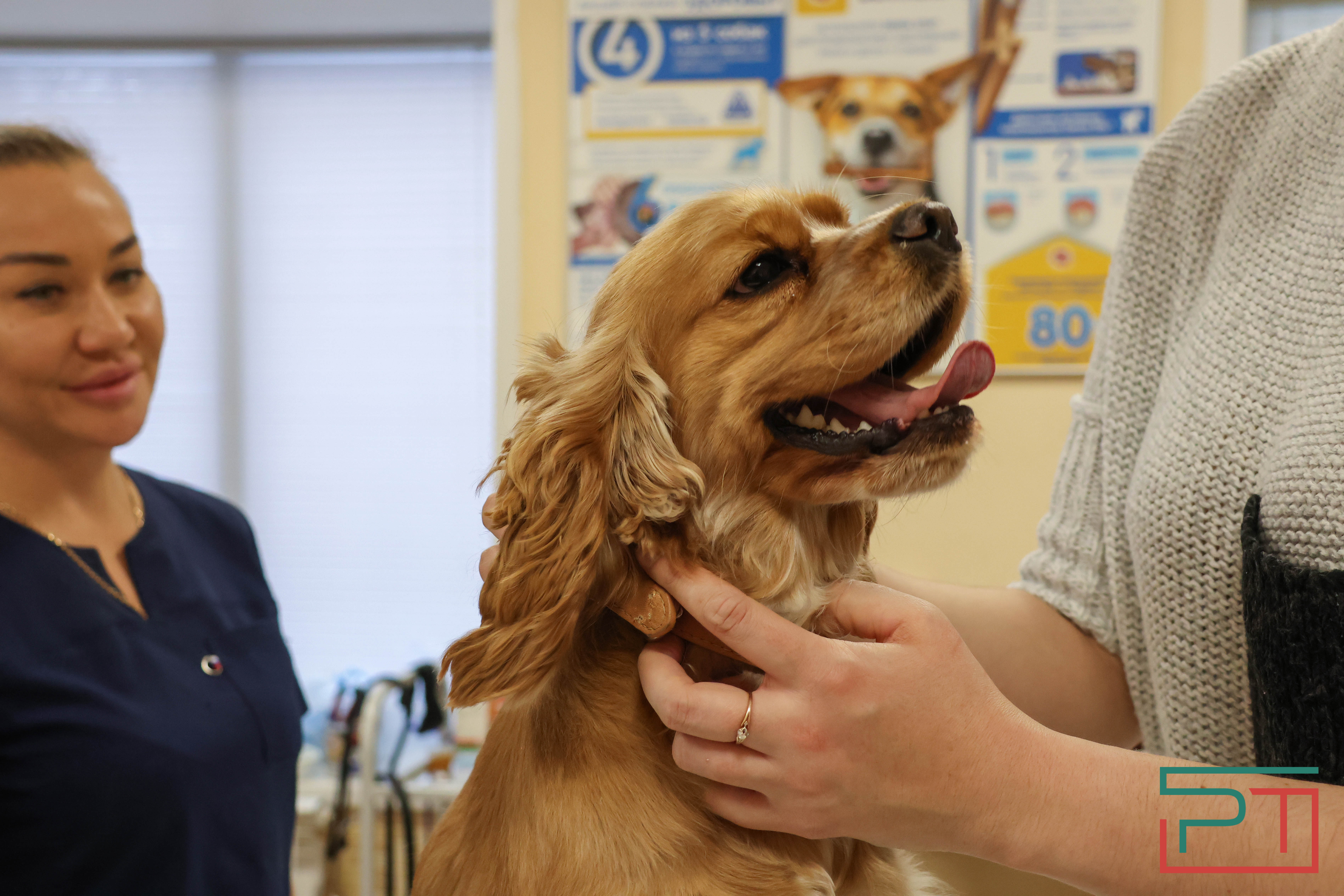 Процедура копеечная: как в Казани проходит обязательная регистрация собак