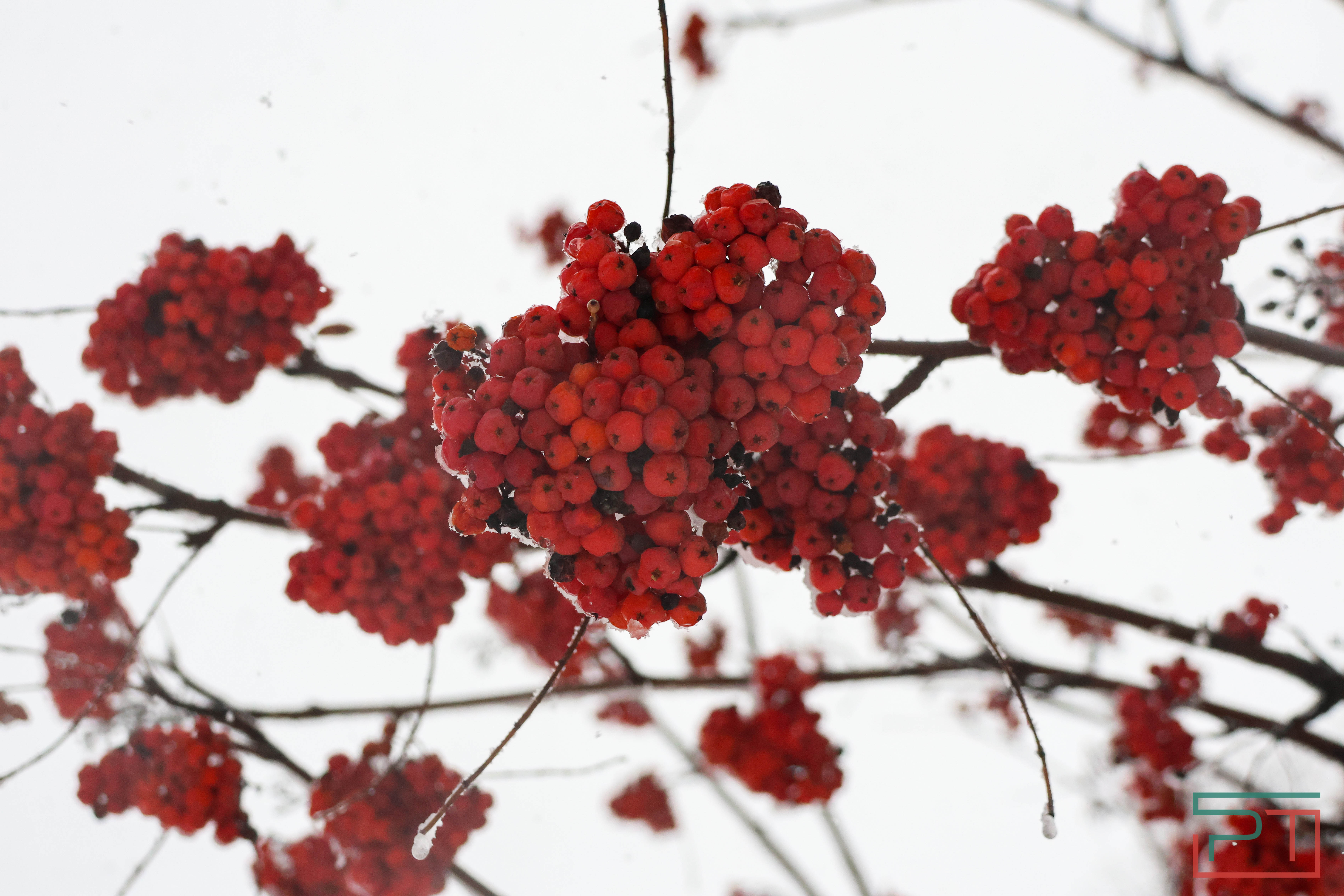 Зима отменяется: в январе казанцам вместо лыж пригодились зонтики