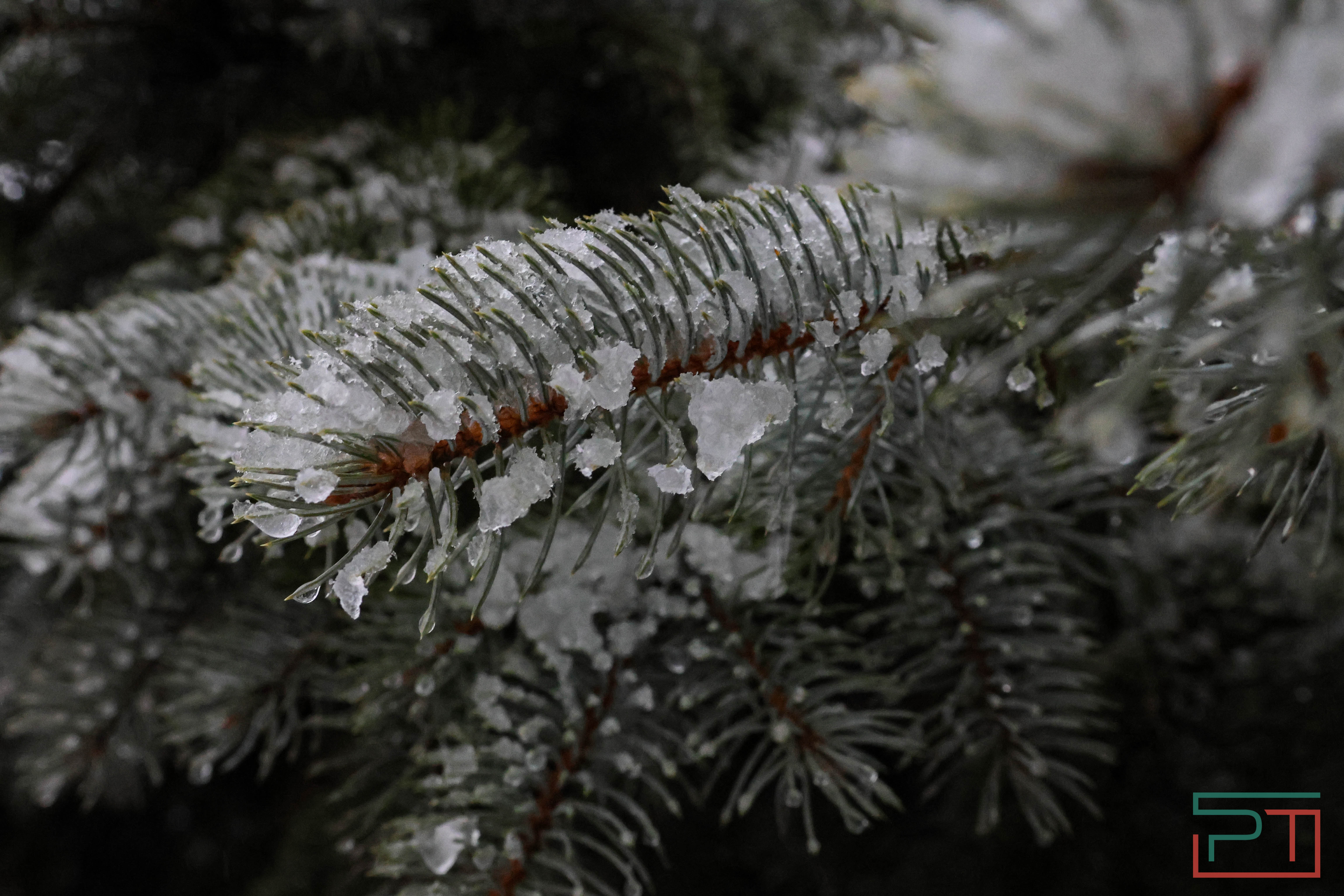 Зима отменяется: в январе казанцам вместо лыж пригодились зонтики