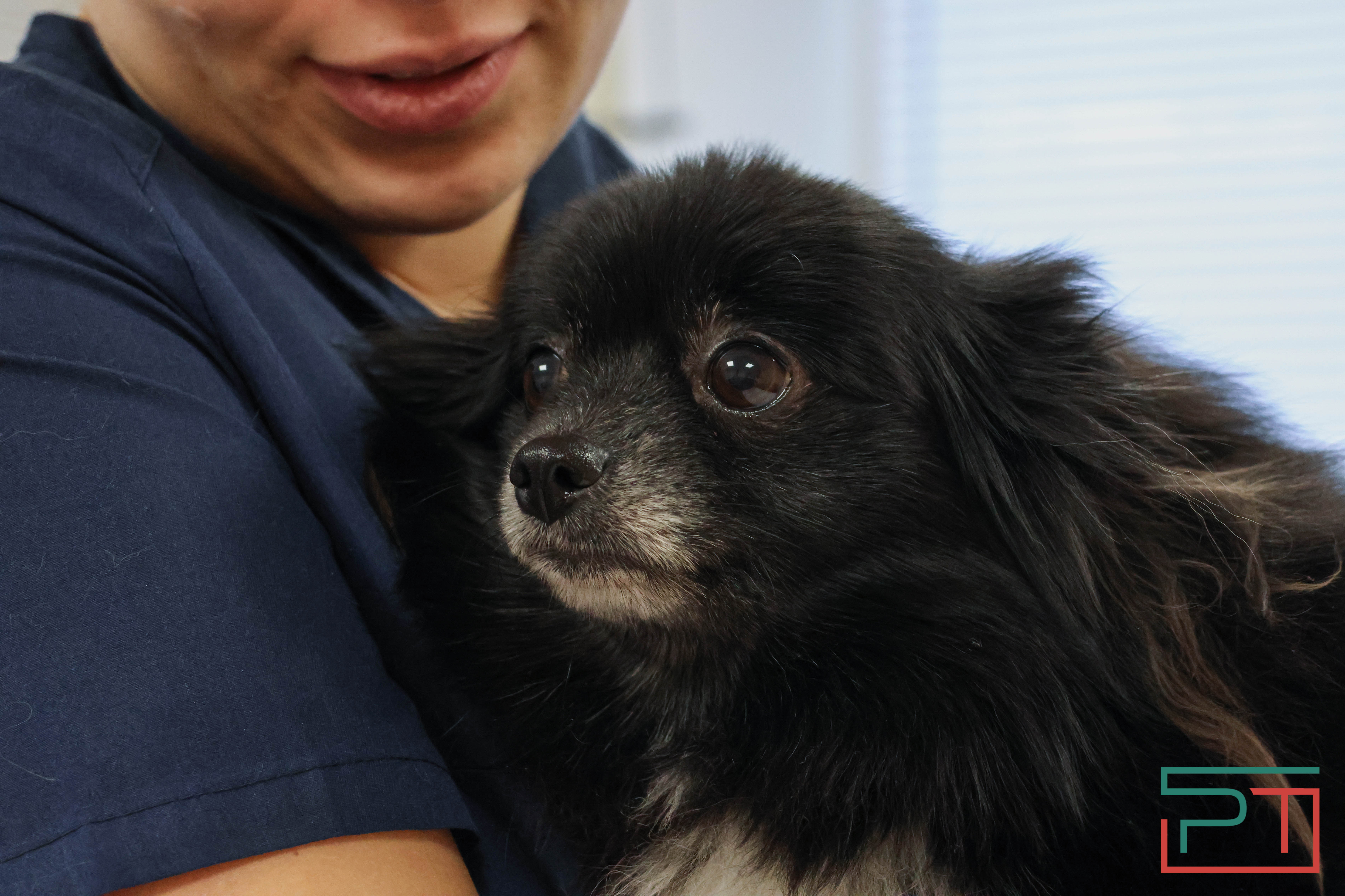 Процедура копеечная: как в Казани проходит обязательная регистрация собак