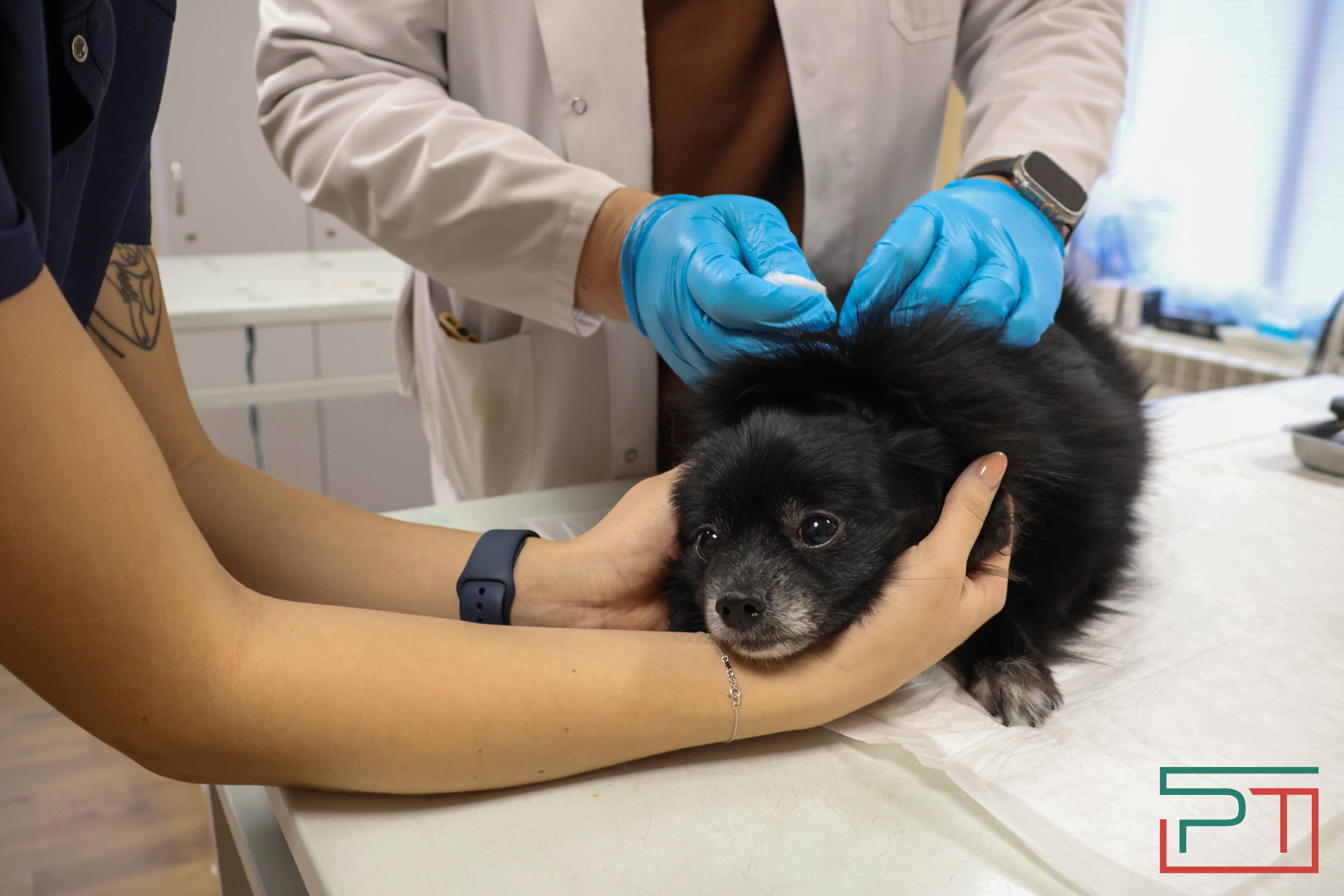 Процедура копеечная: как в Казани проходит обязательная регистрация собак