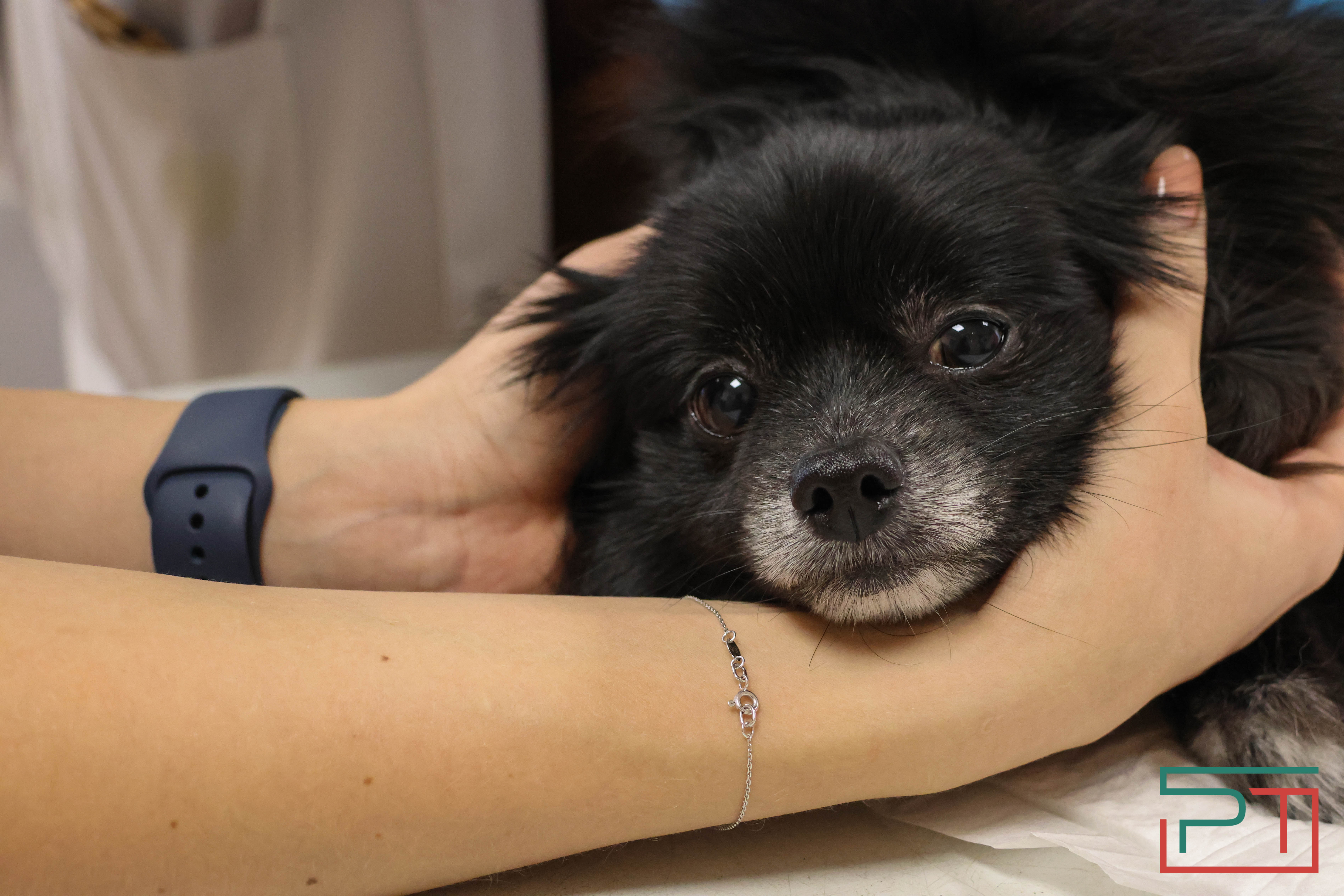 Процедура копеечная: как в Казани проходит обязательная регистрация собак