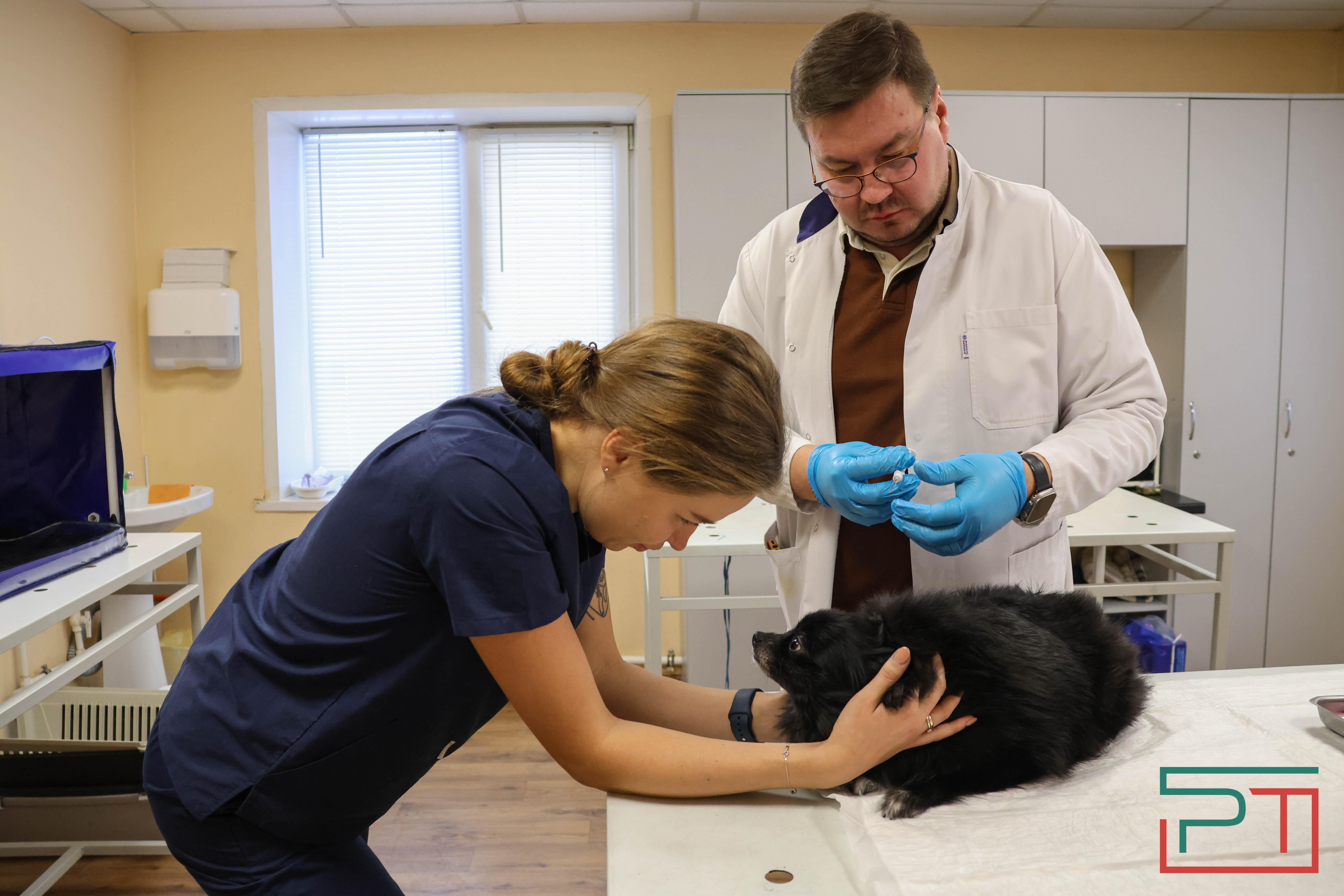 Процедура копеечная: как в Казани проходит обязательная регистрация собак