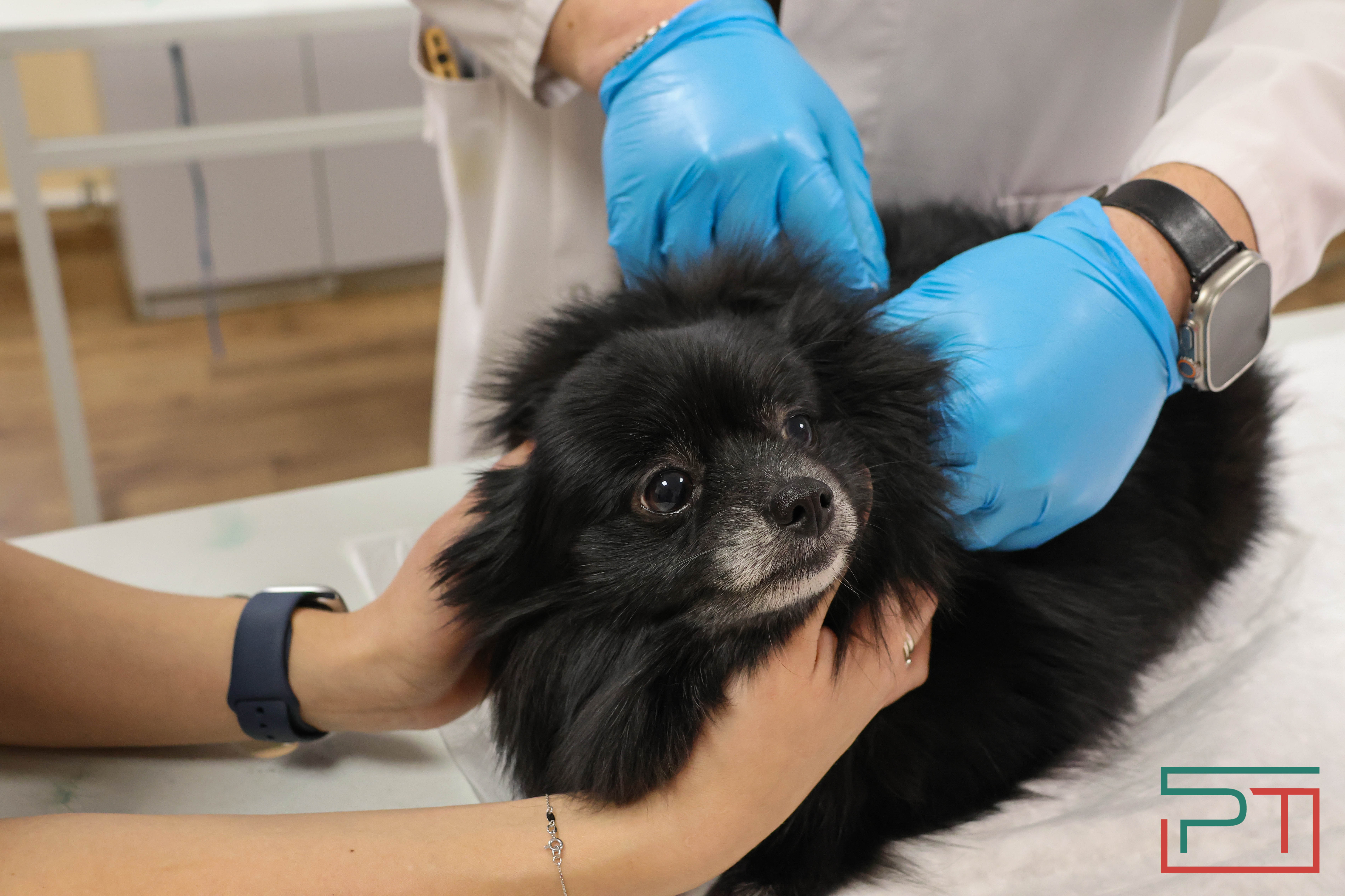 Процедура копеечная: как в Казани проходит обязательная регистрация собак