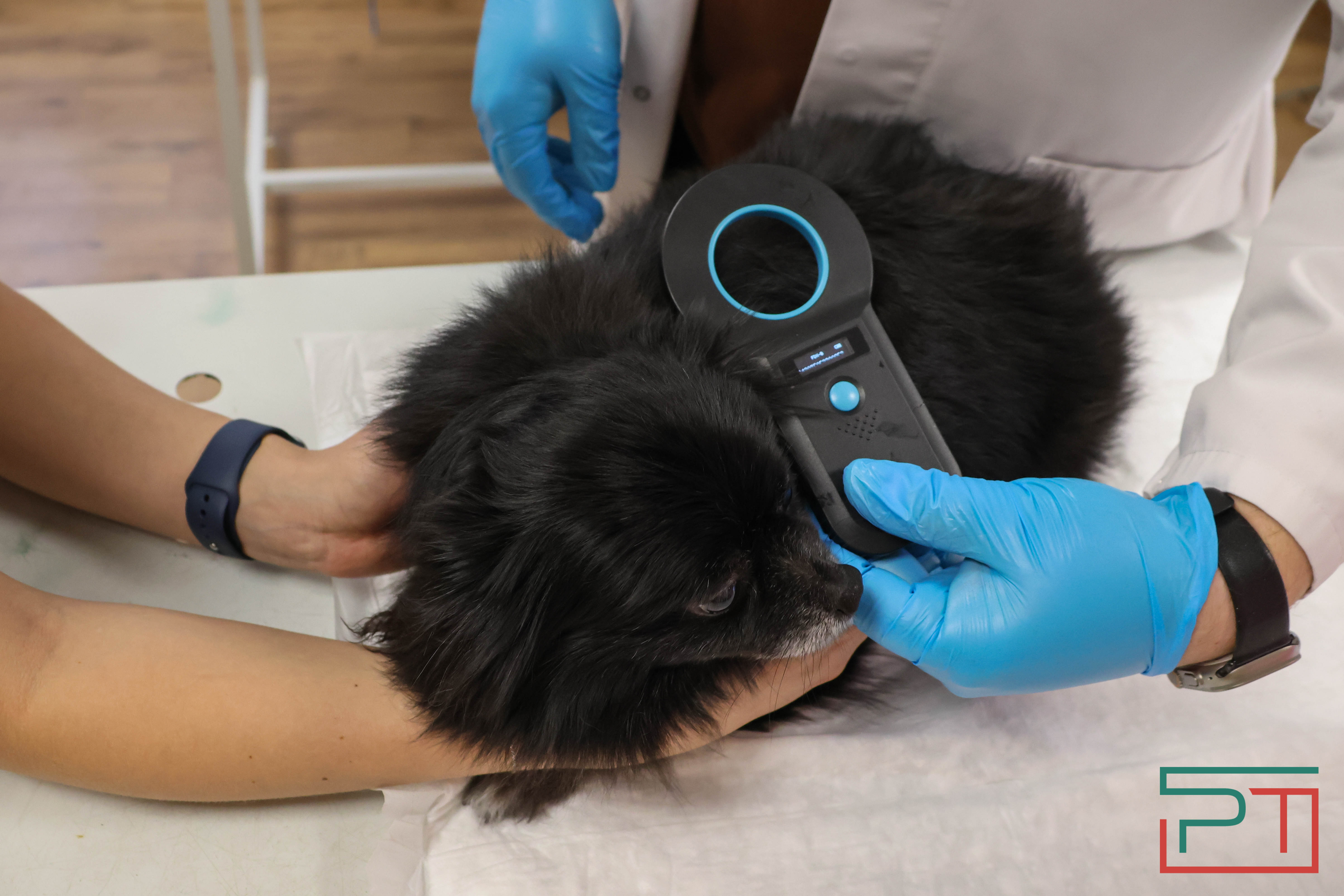 Процедура копеечная: как в Казани проходит обязательная регистрация собак