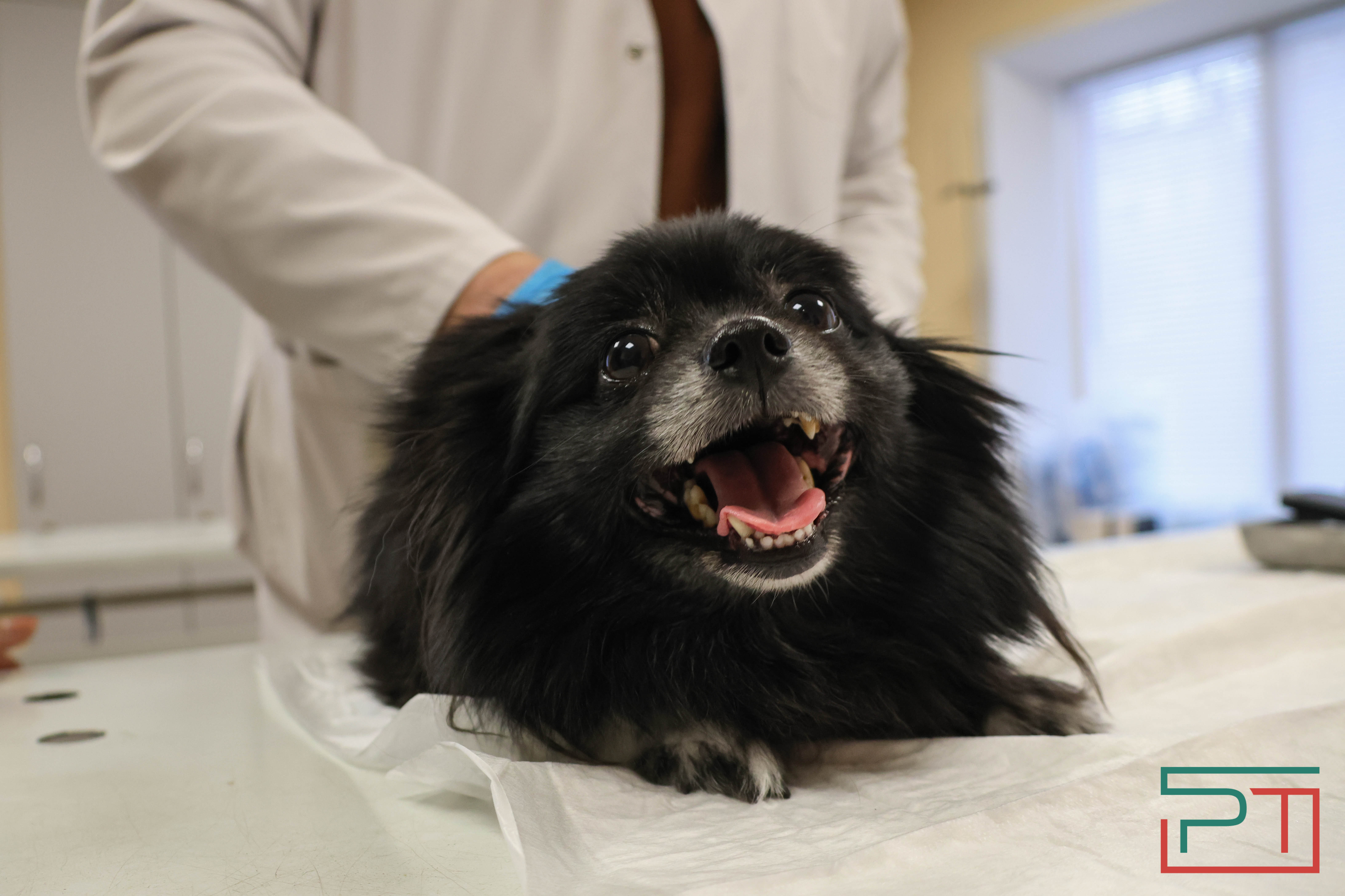 Процедура копеечная: как в Казани проходит обязательная регистрация собак