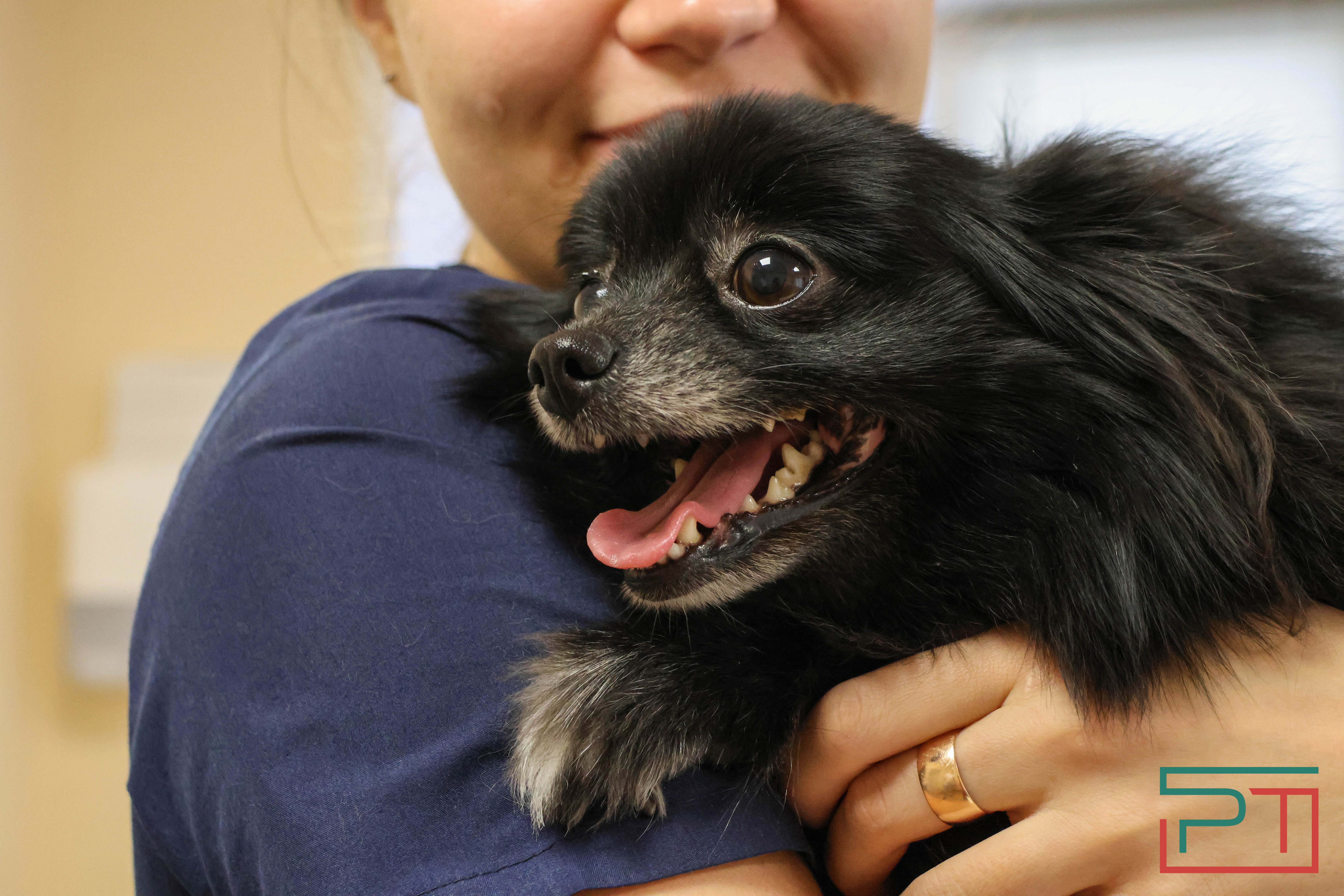 Процедура копеечная: как в Казани проходит обязательная регистрация собак