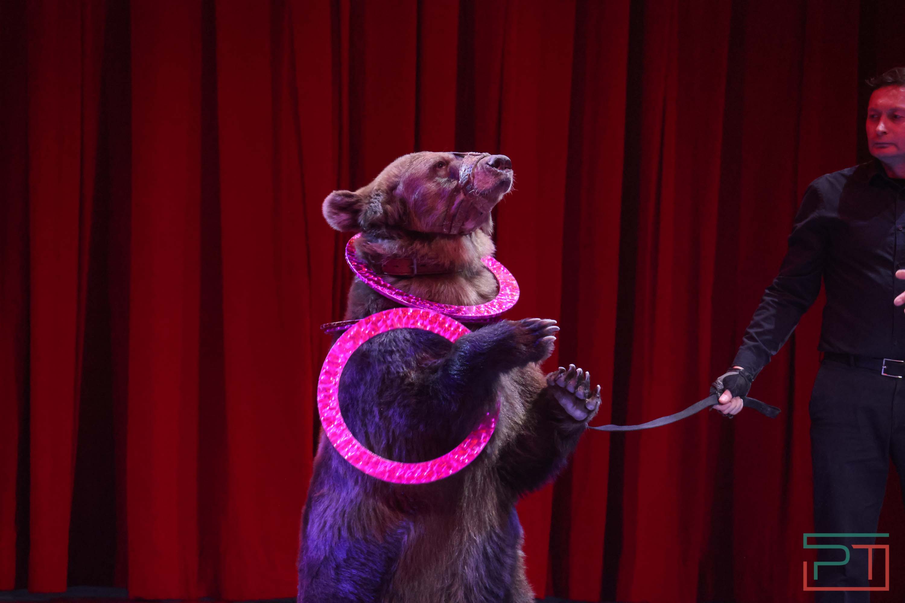 «Удивительная история»: в новой программе казанского цирка вспомнили 9 мая 1945 года