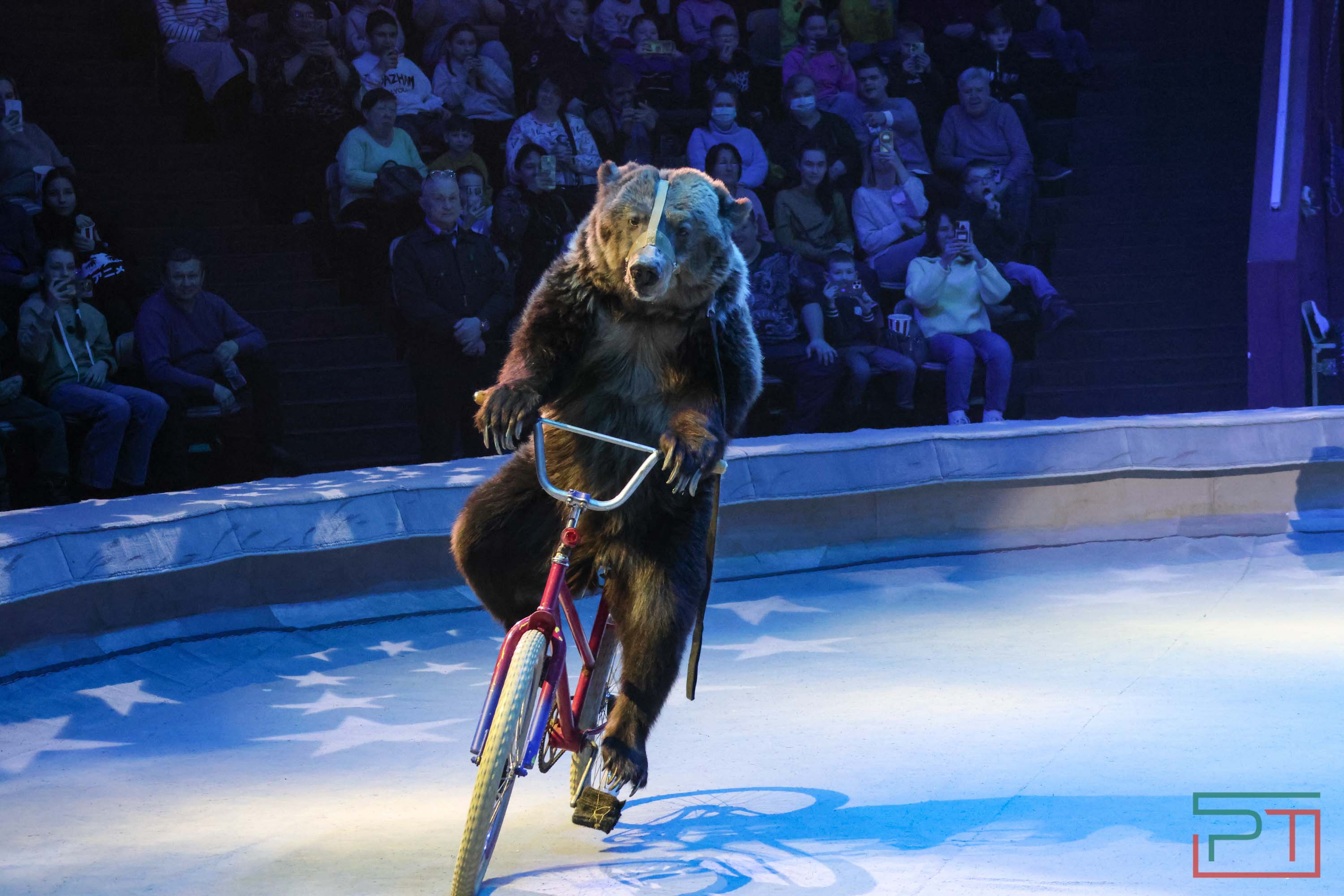 «Удивительная история»: в новой программе казанского цирка вспомнили 9 мая 1945 года