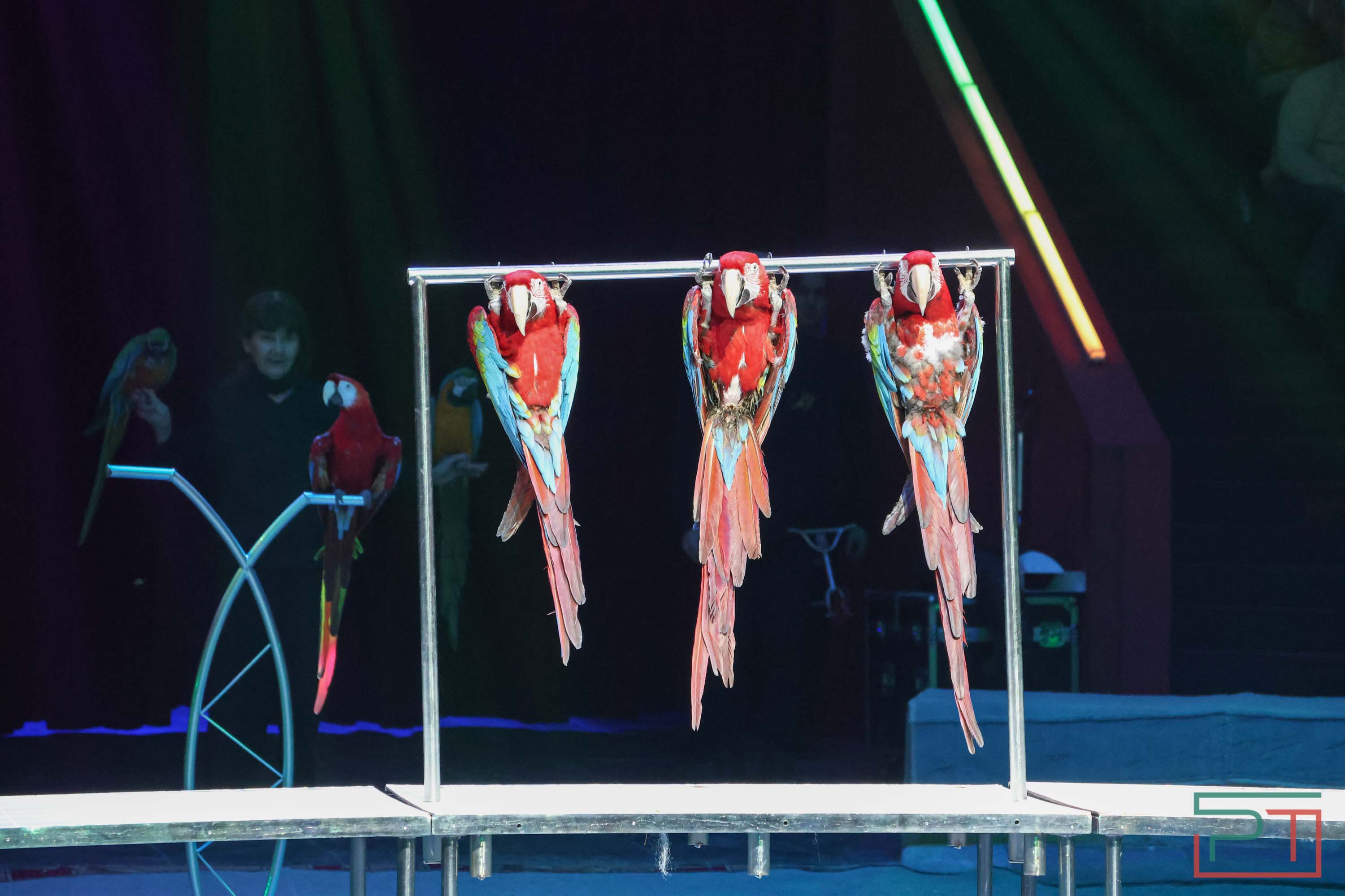 «Удивительная история»: в новой программе казанского цирка вспомнили 9 мая 1945 года