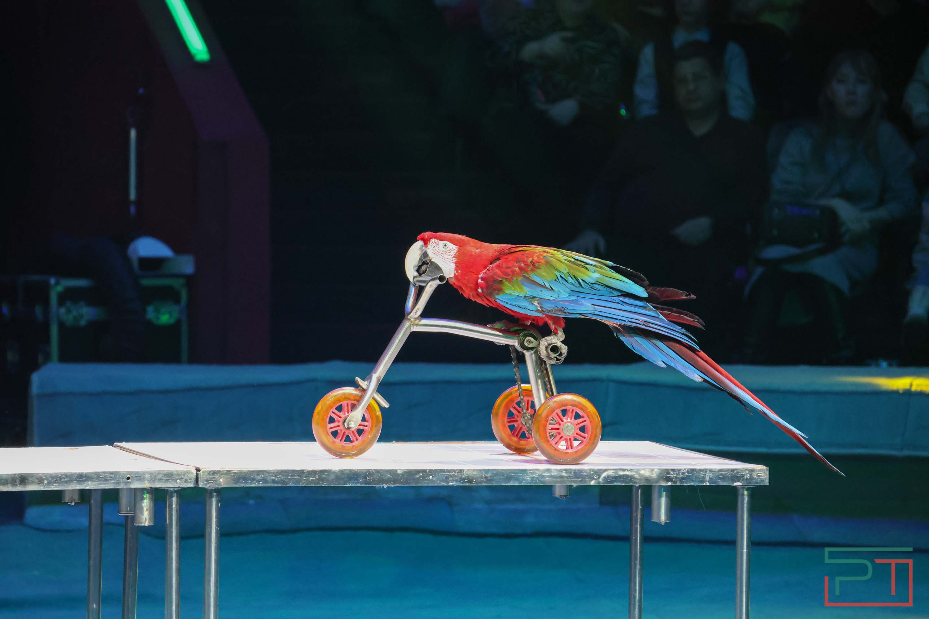 «Удивительная история»: в новой программе казанского цирка вспомнили 9 мая 1945 года