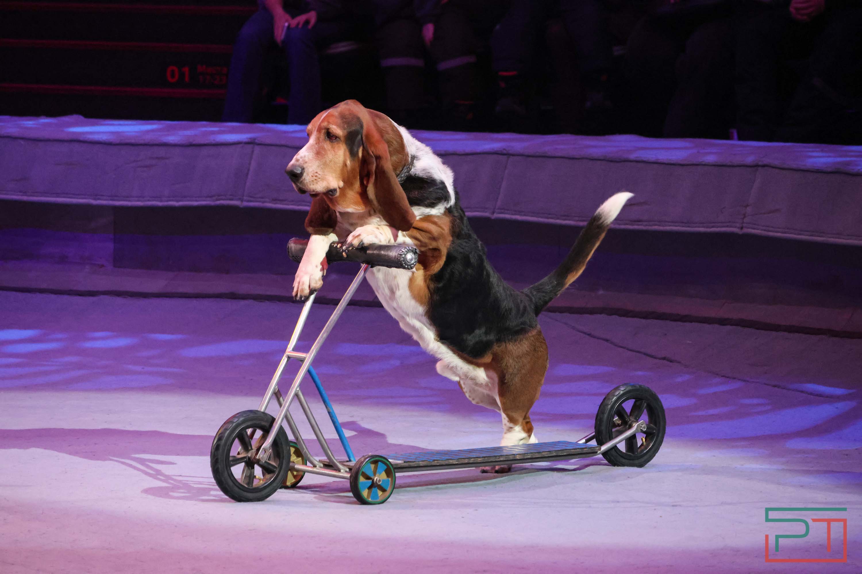 «Удивительная история»: в новой программе казанского цирка вспомнили 9 мая 1945 года