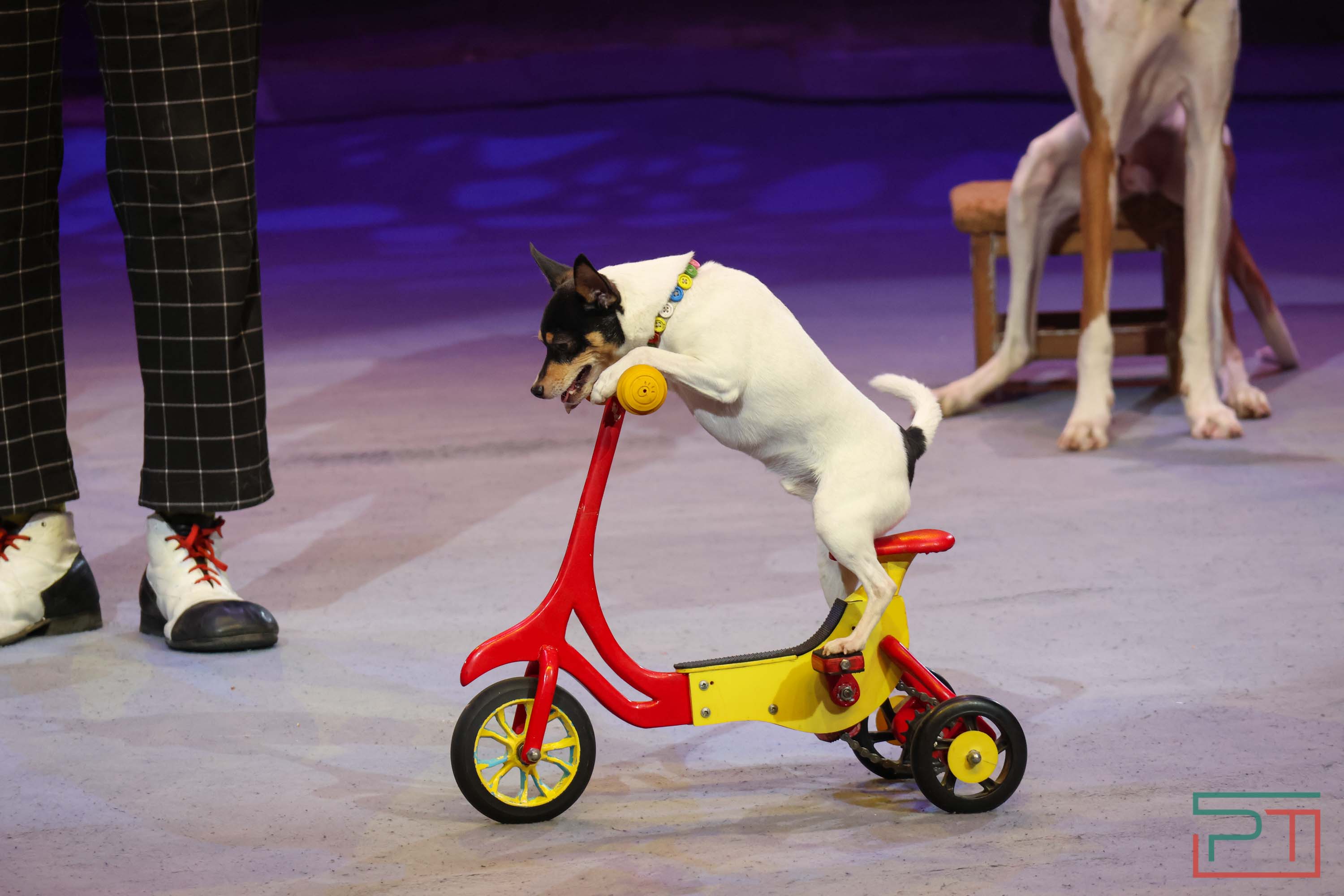 «Удивительная история»: в новой программе казанского цирка вспомнили 9 мая 1945 года