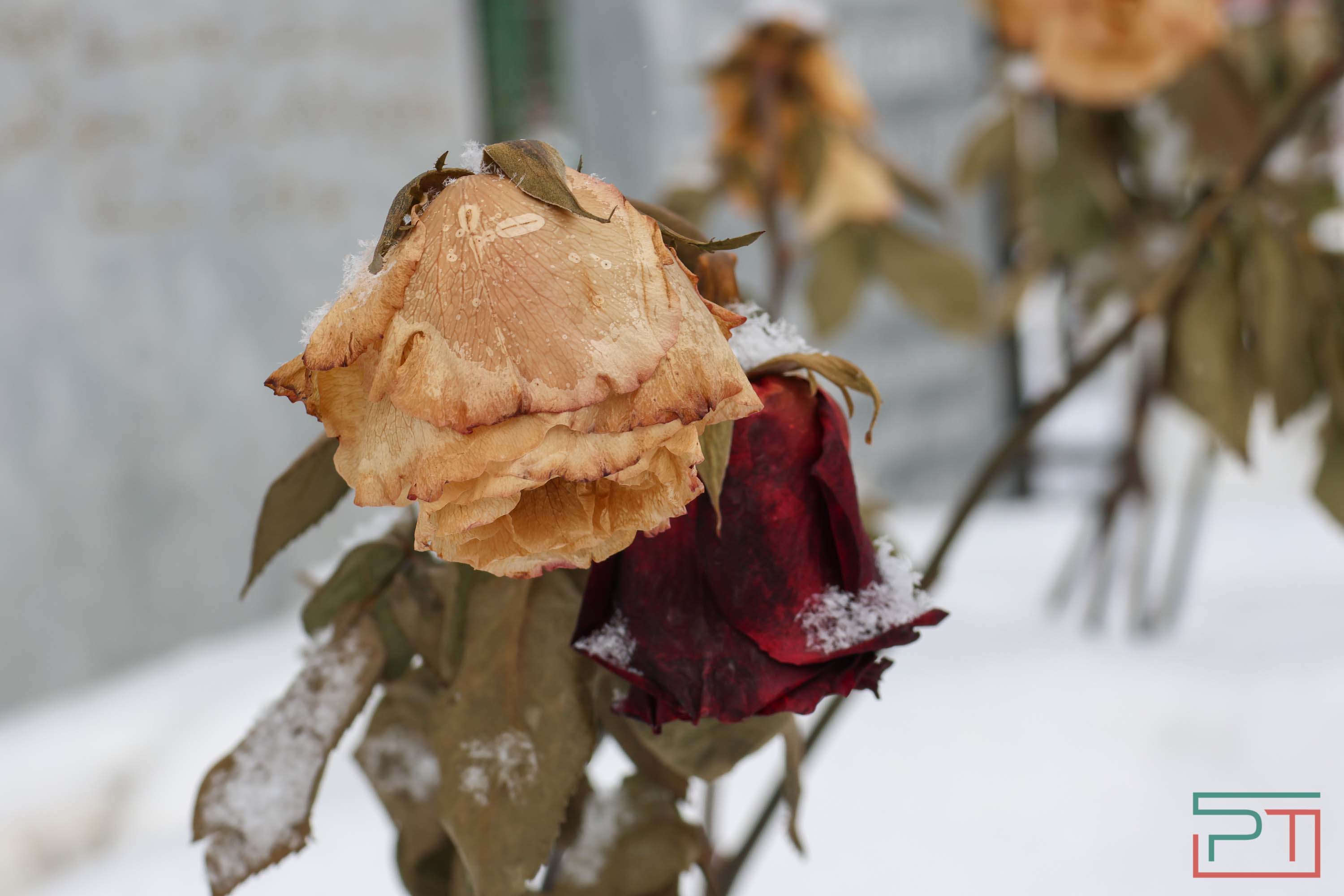 «Каюм Насыри для нас – татарский Ломоносов»: в Казани почтили память великого ученого