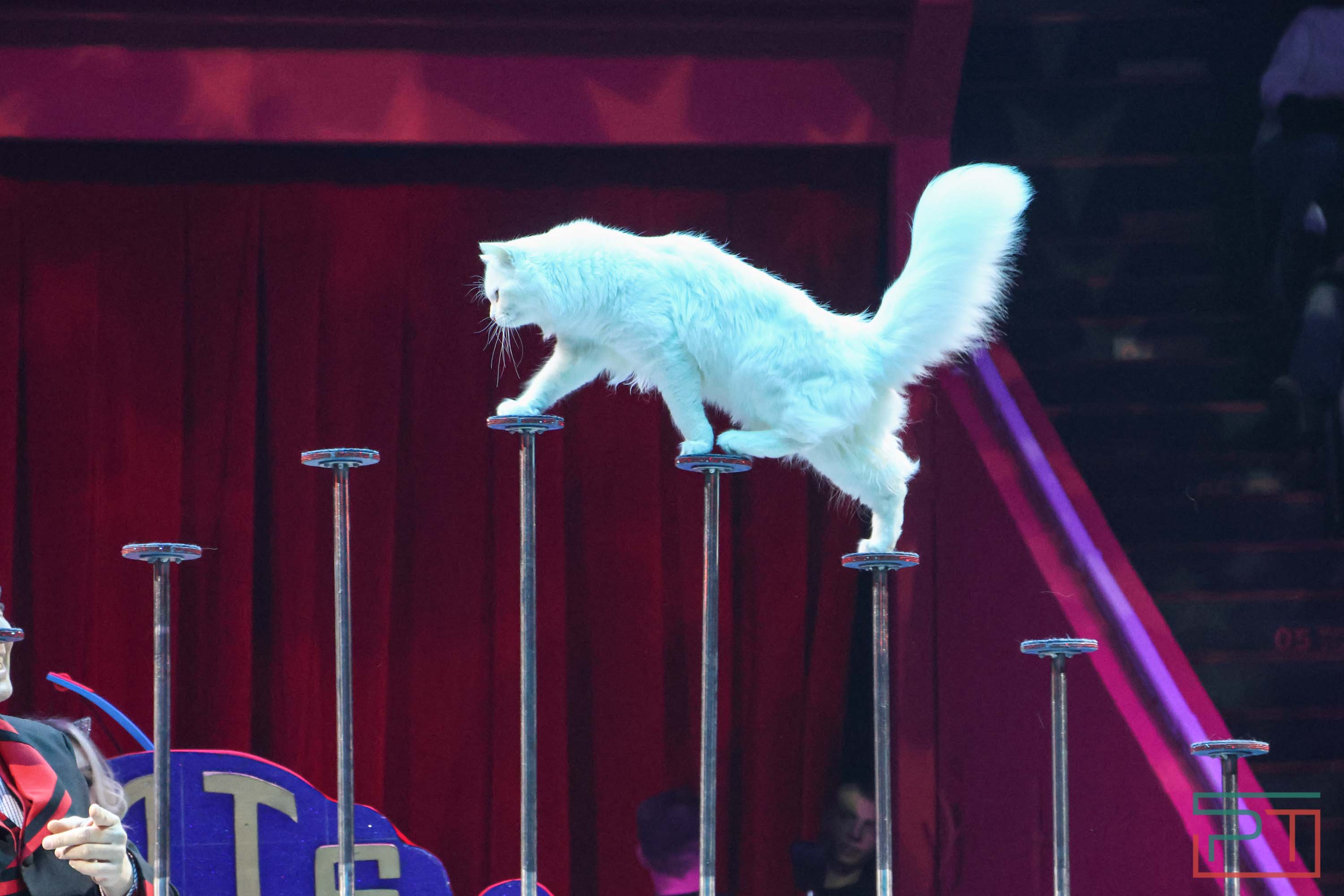 «Удивительная история»: в новой программе казанского цирка вспомнили 9 мая 1945 года