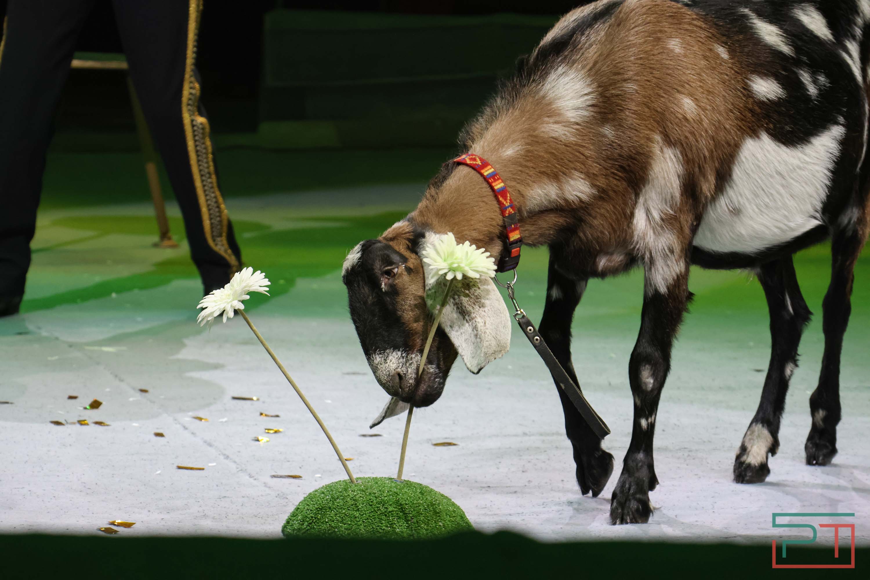 «Удивительная история»: в новой программе казанского цирка вспомнили 9 мая 1945 года