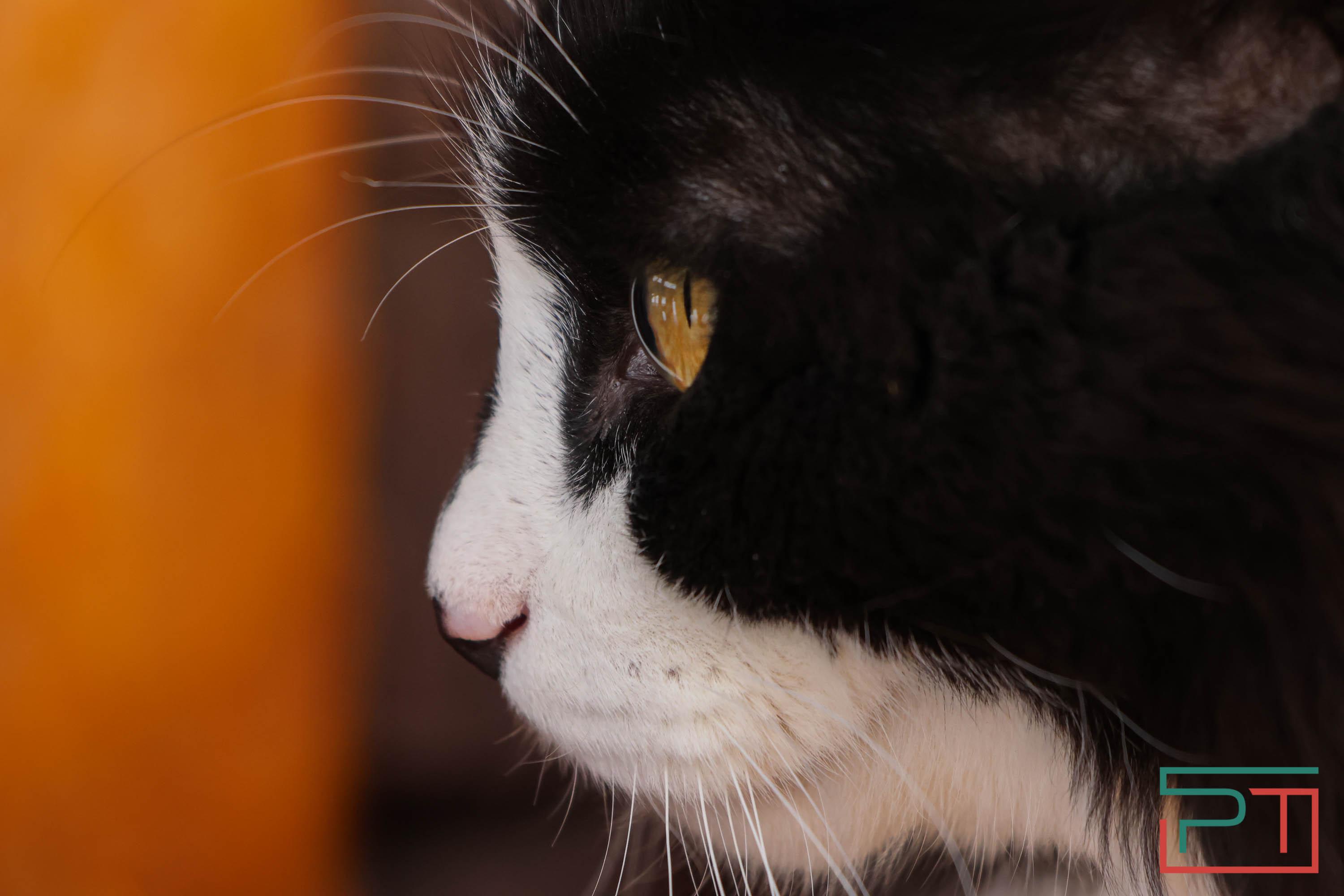 Свияжская Масленица