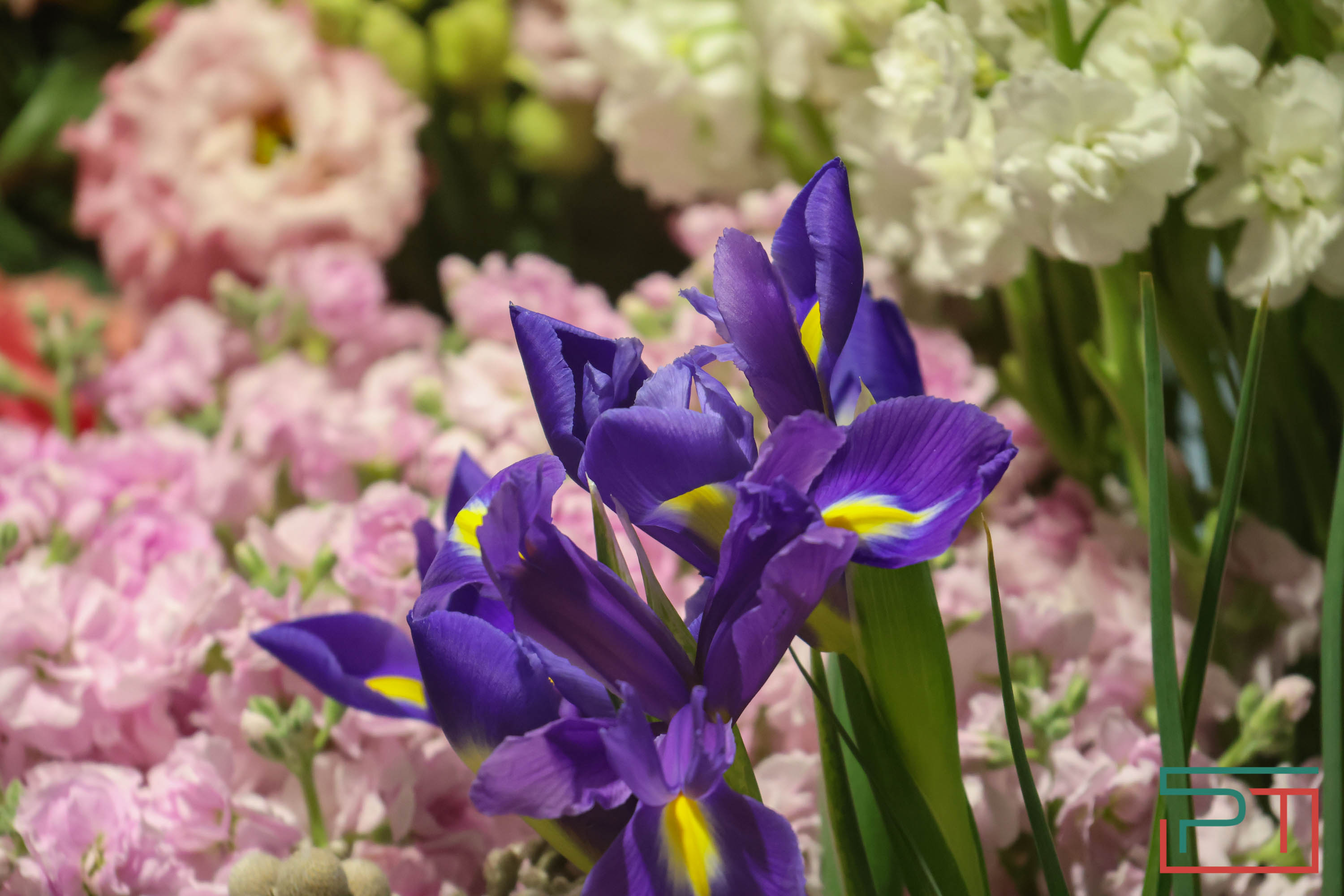 Тюльпаны ударят по карману: мужчины в Татарстане прицениваются к цветам