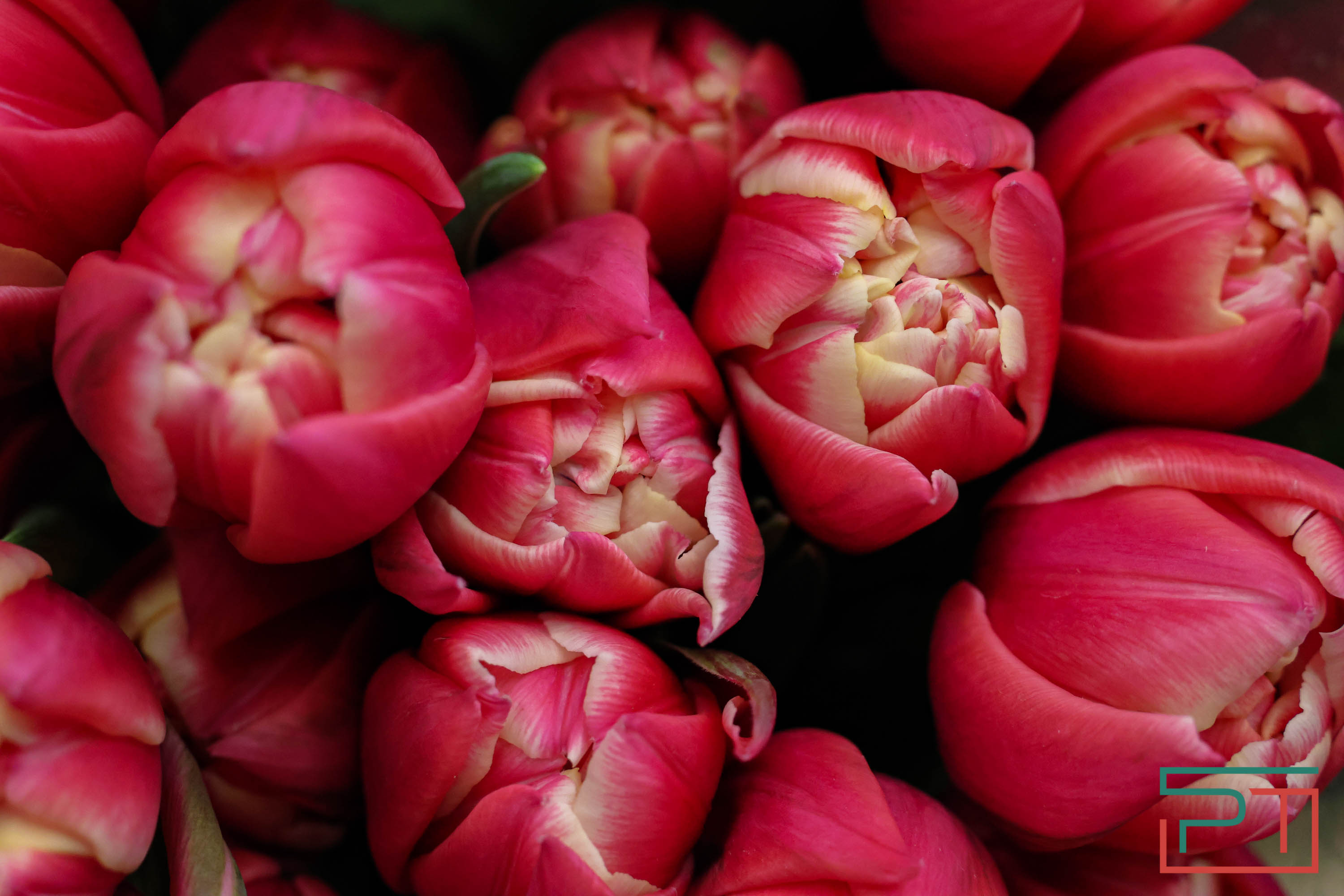 Тюльпаны ударят по карману: мужчины в Татарстане прицениваются к цветам