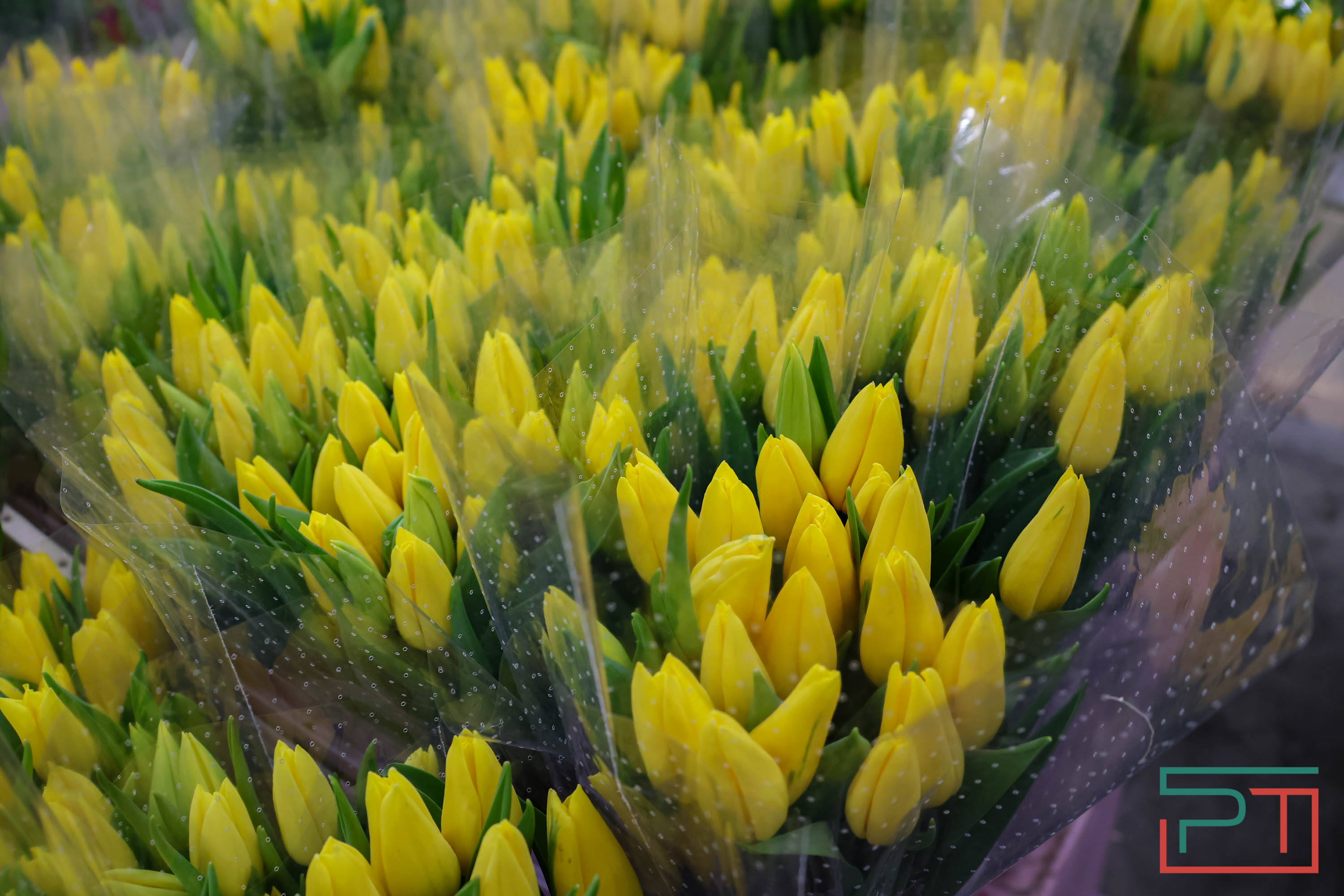 Тюльпаны ударят по карману: мужчины в Татарстане прицениваются к цветам