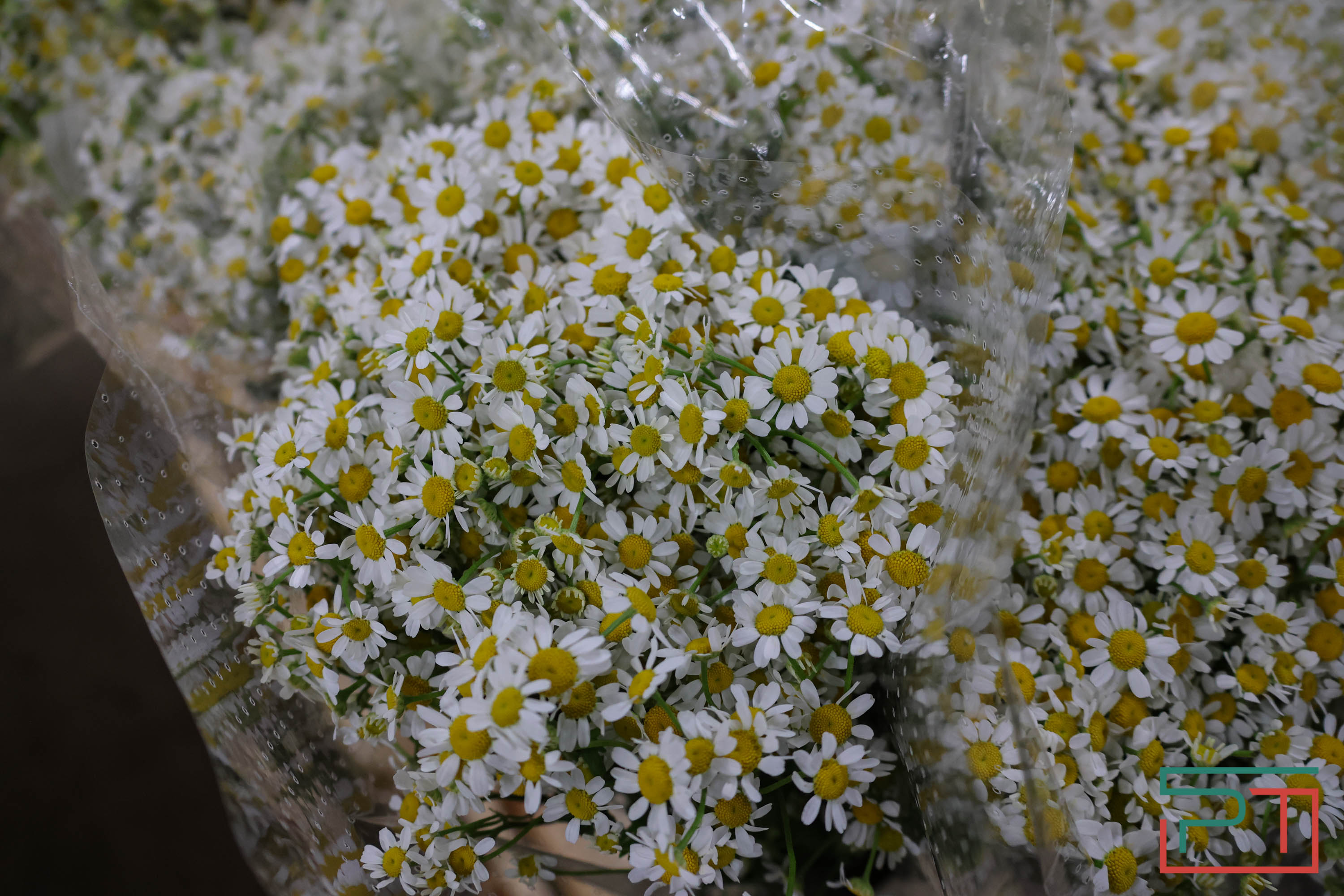 Тюльпаны ударят по карману: мужчины в Татарстане прицениваются к цветам