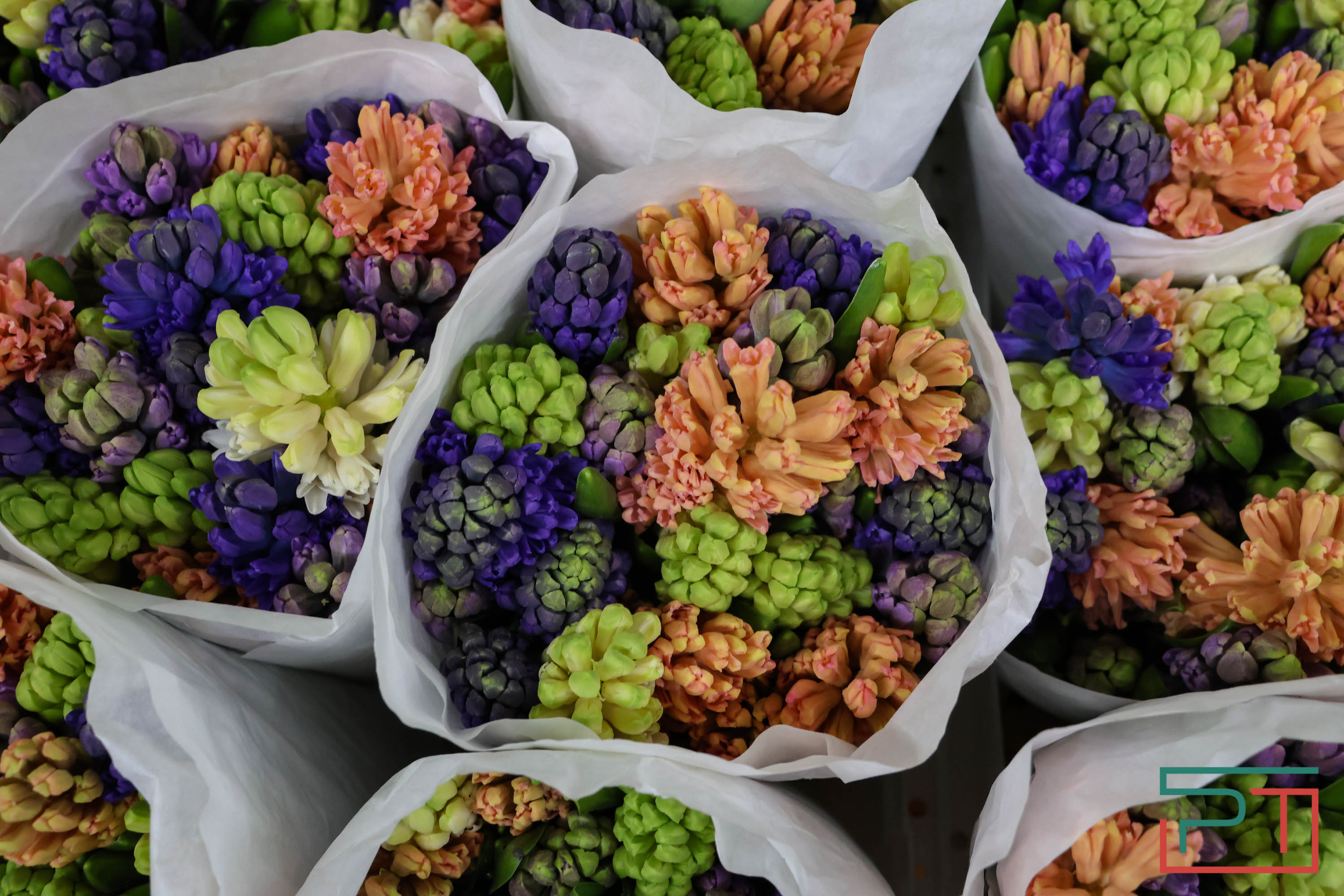 Тюльпаны ударят по карману: мужчины в Татарстане прицениваются к цветам