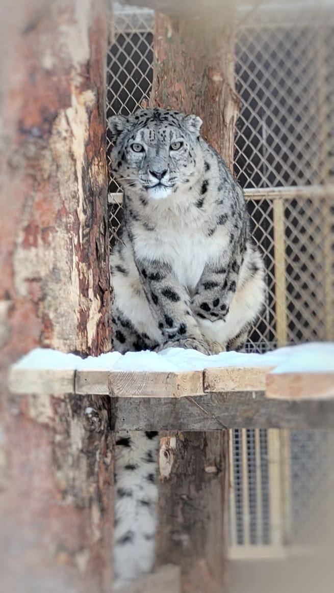 Галимова показала первых обитателей Центра снежных барсов на Алтае