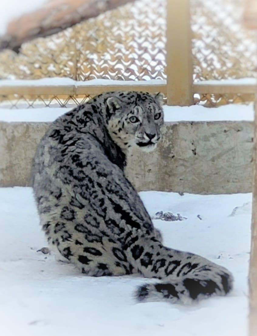 Галимова показала первых обитателей Центра снежных барсов на Алтае
