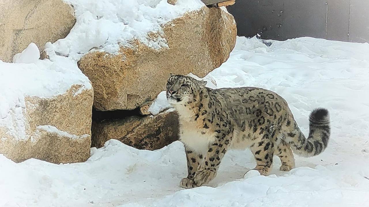 Галимова показала первых обитателей Центра снежных барсов на Алтае