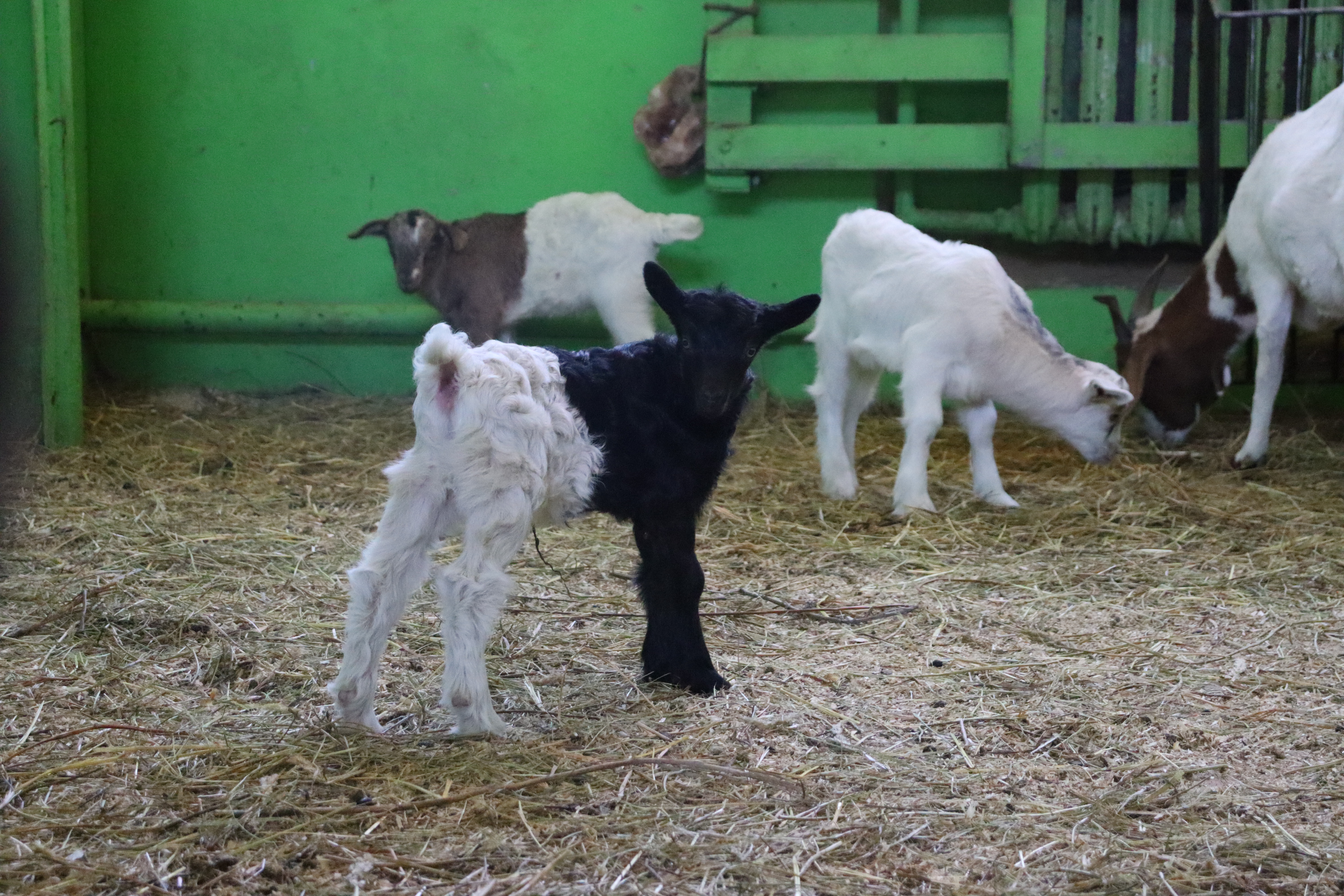 Весна в зооботсаду