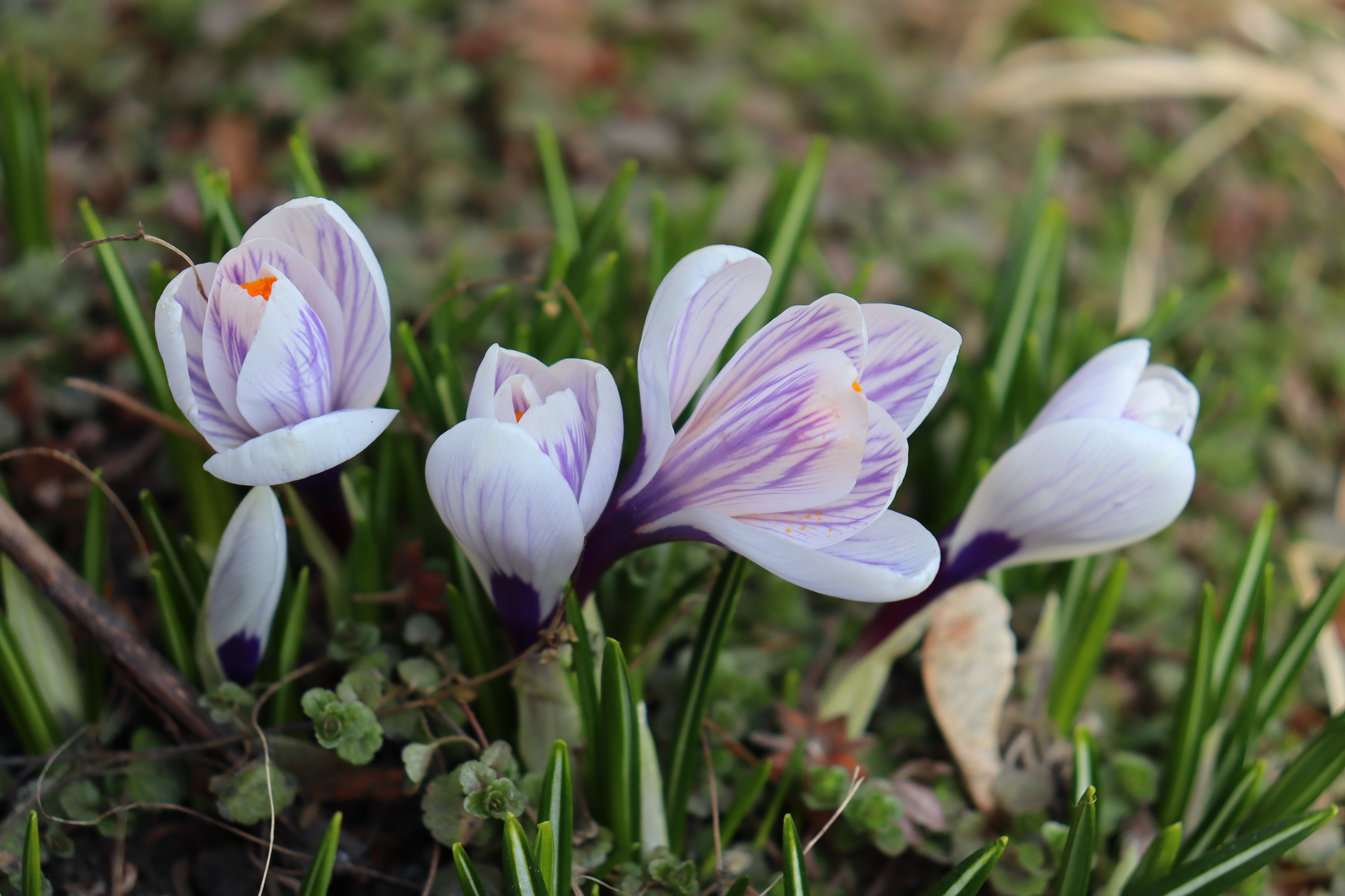 Весна в зооботсаду