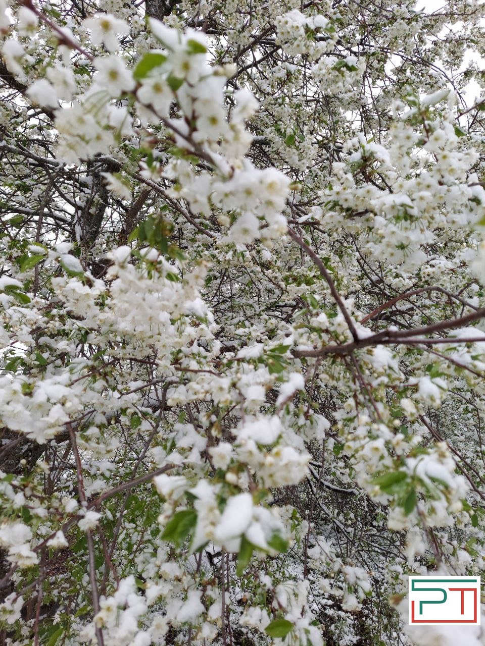 Жители Татарстана делятся фото апрельского снегопада
